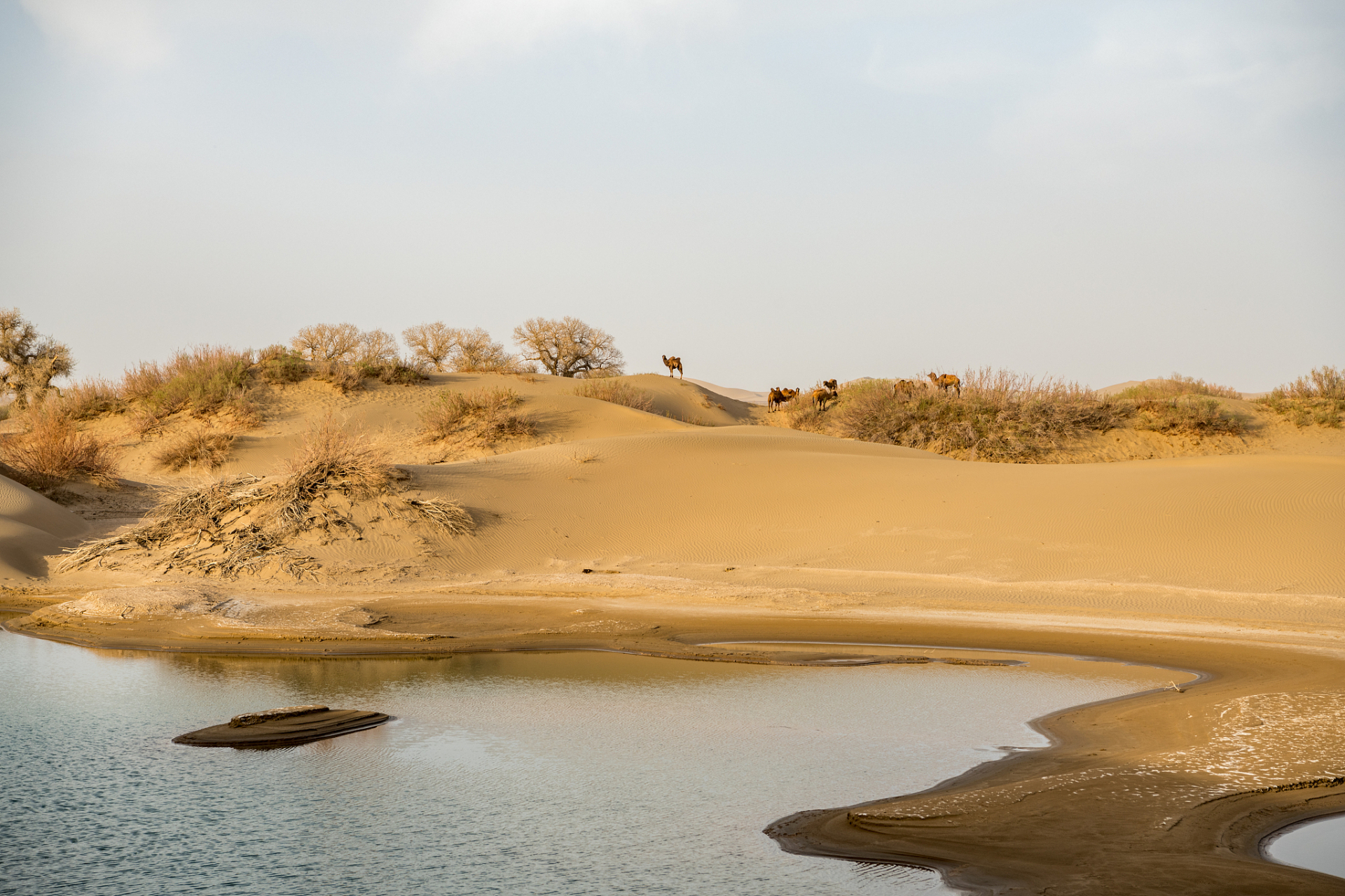 乌兰布和沙漠特仑苏图片