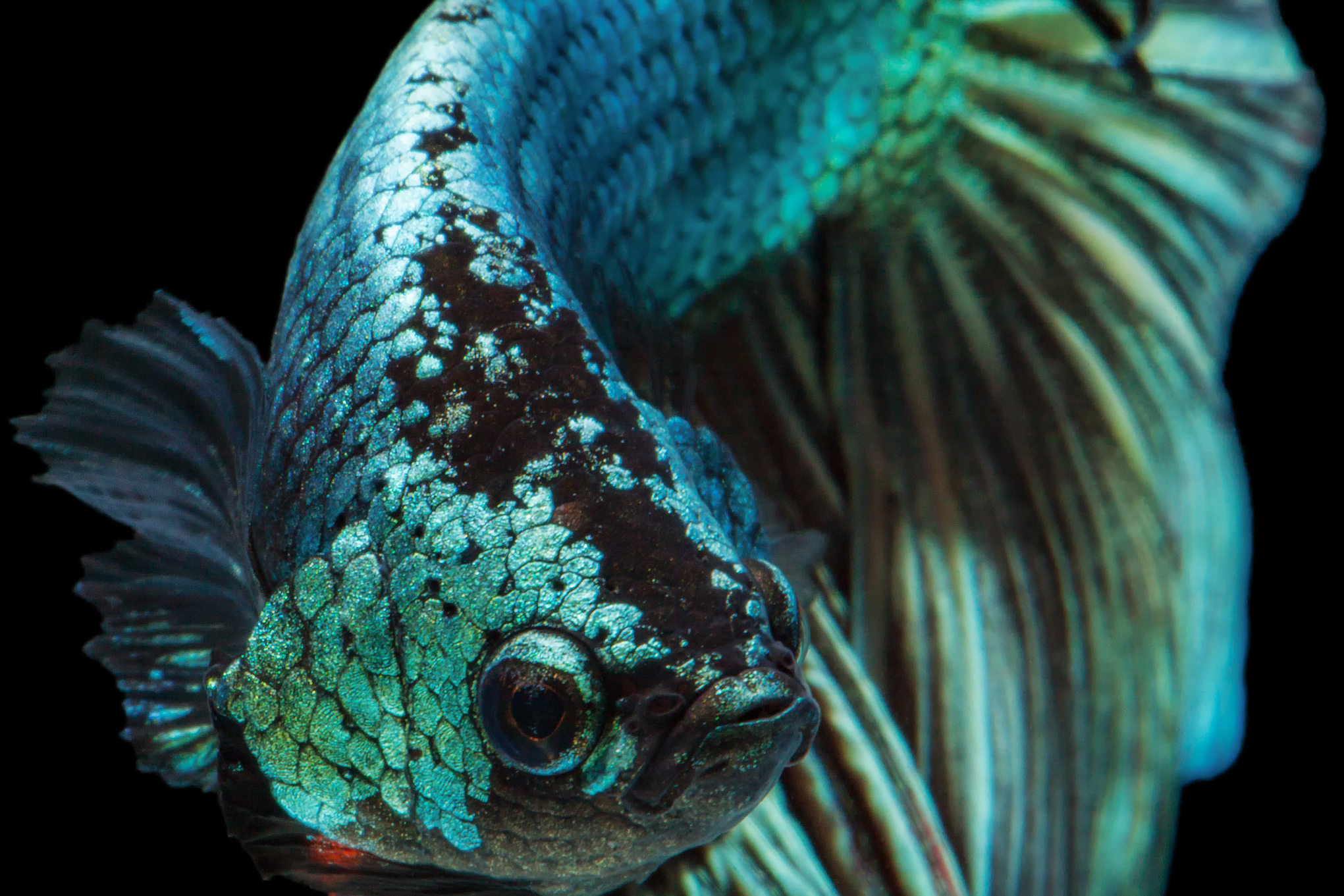 泰国斗鱼的繁殖不仅是水族文化,也是饲养艺术.