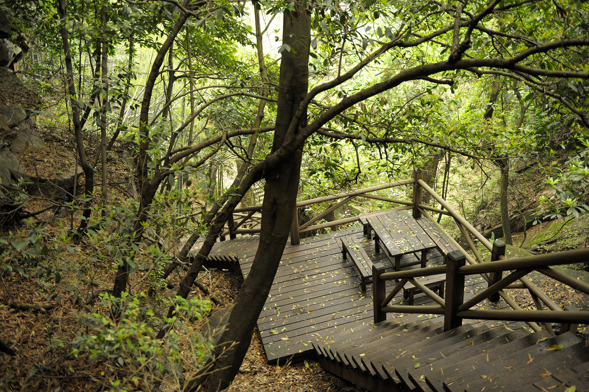 中国香榧森林公园图片