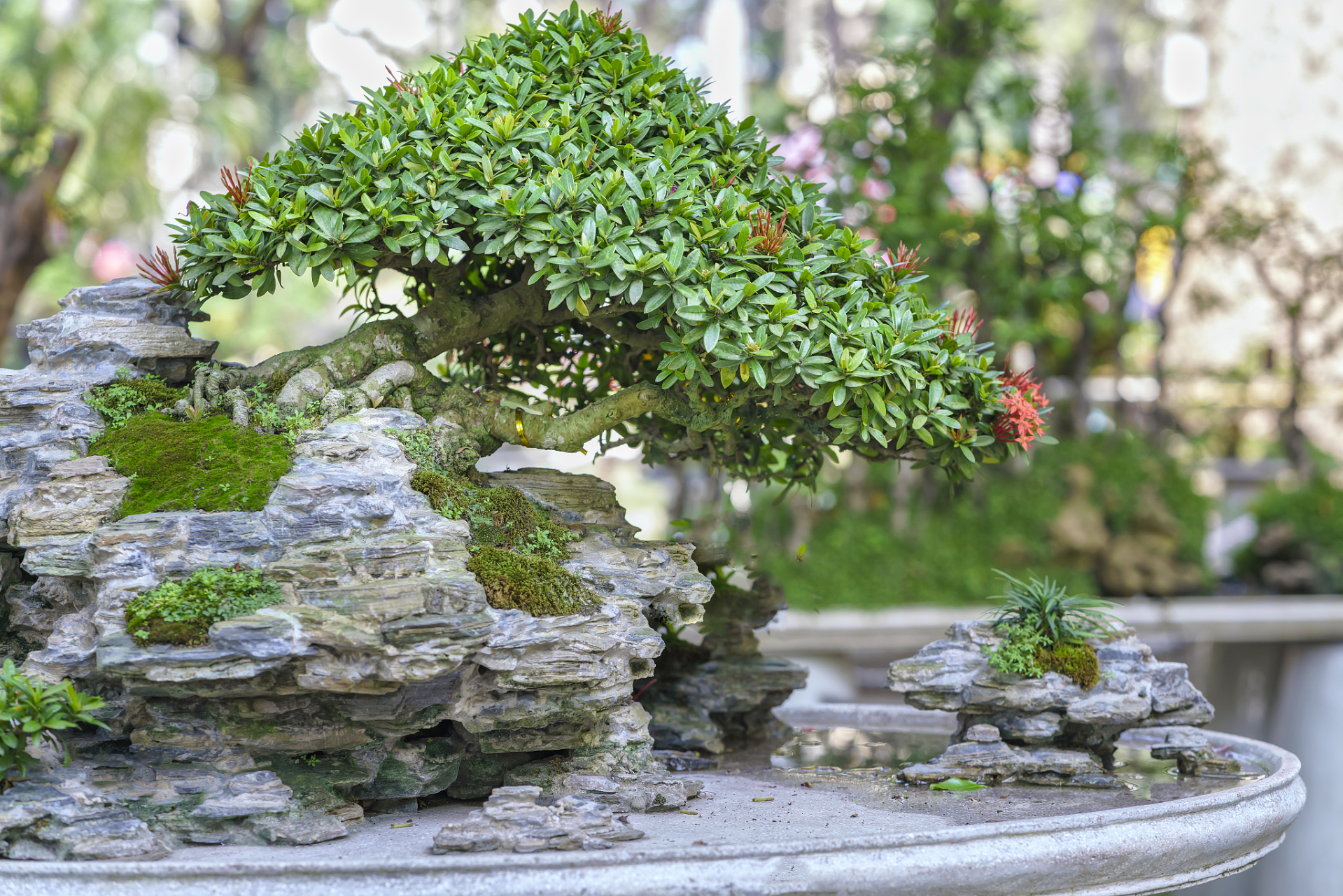 家庭假山盆景制作需要设计好构思,选择合适的材料和造型,定植位置要