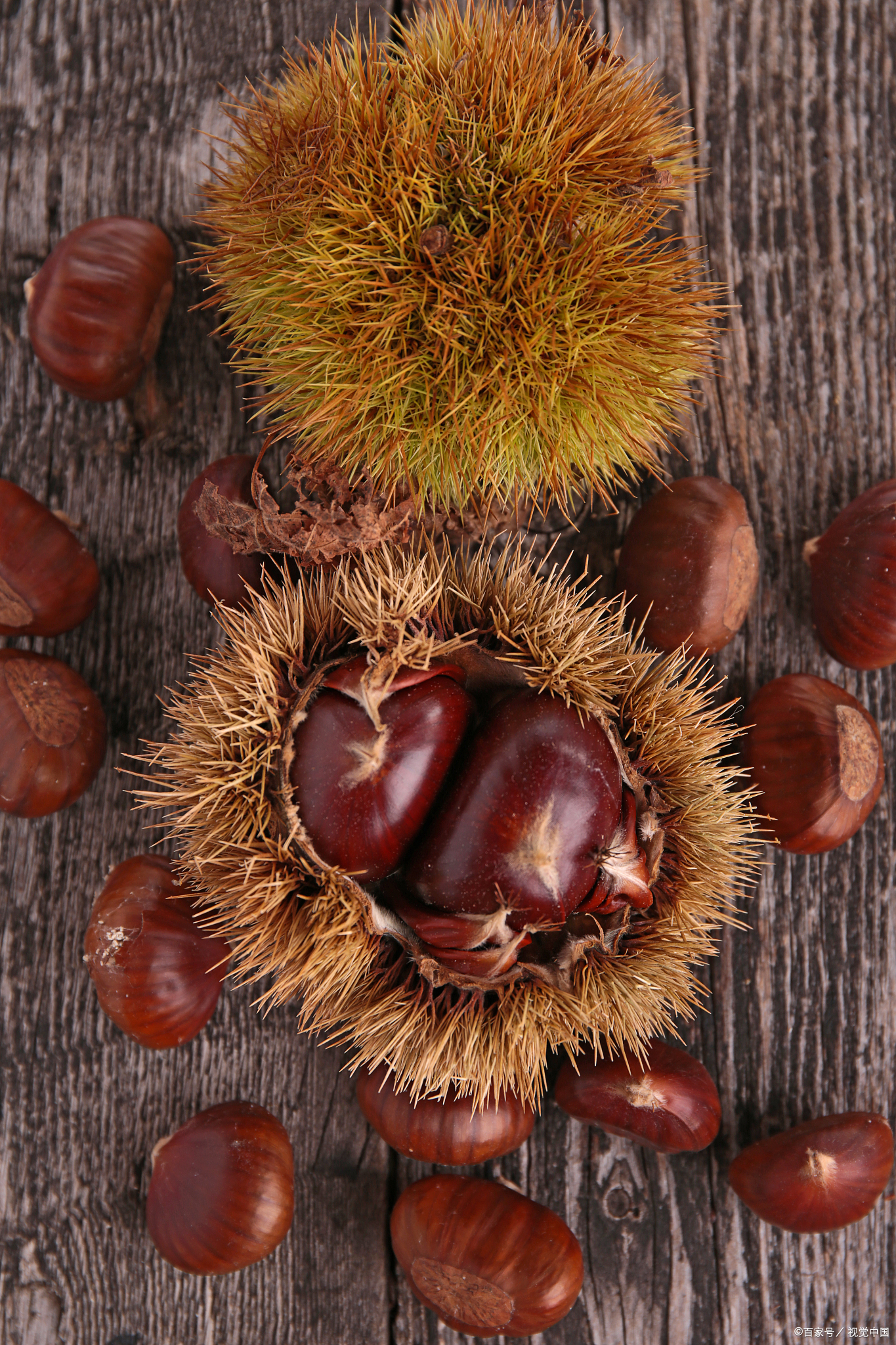 秋食栗子,养生又美味!