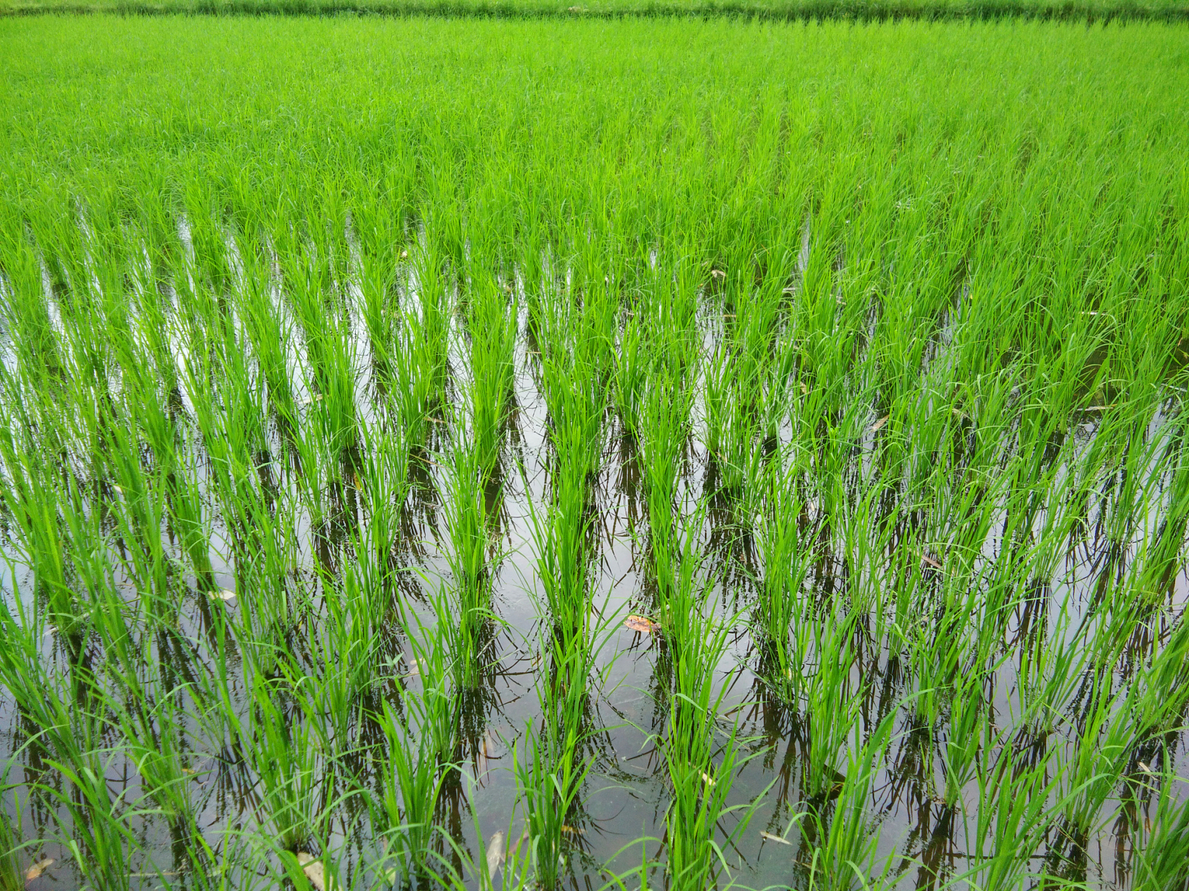 东北地区是我国的主要水稻产区之一,不仅可以种植稻苗,还具有很茨的