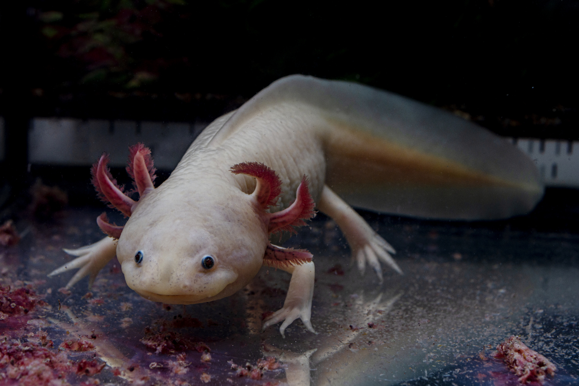 墨西哥钝口螈超级英雄般的再生能力,竟能几乎再生身体的任何部位!