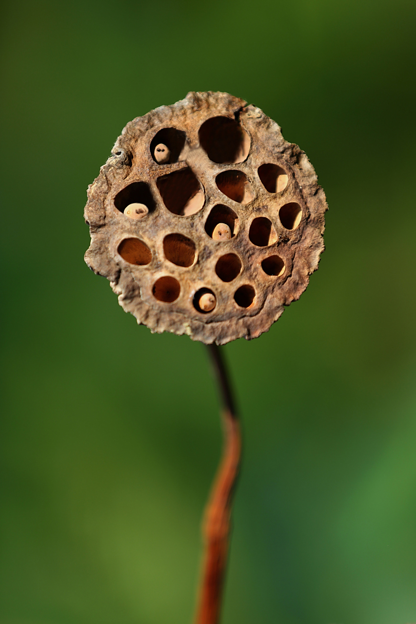 莲蓬是一种水生植物,莲藕是莲蓬的根茎.
