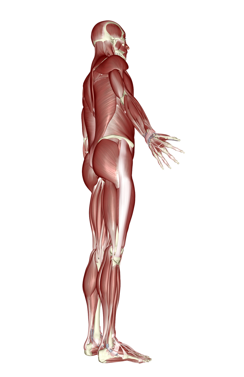 简单的三点式腰背肌锻炼方法 [赞同]腿抬高锻炼   这个动作其实是将