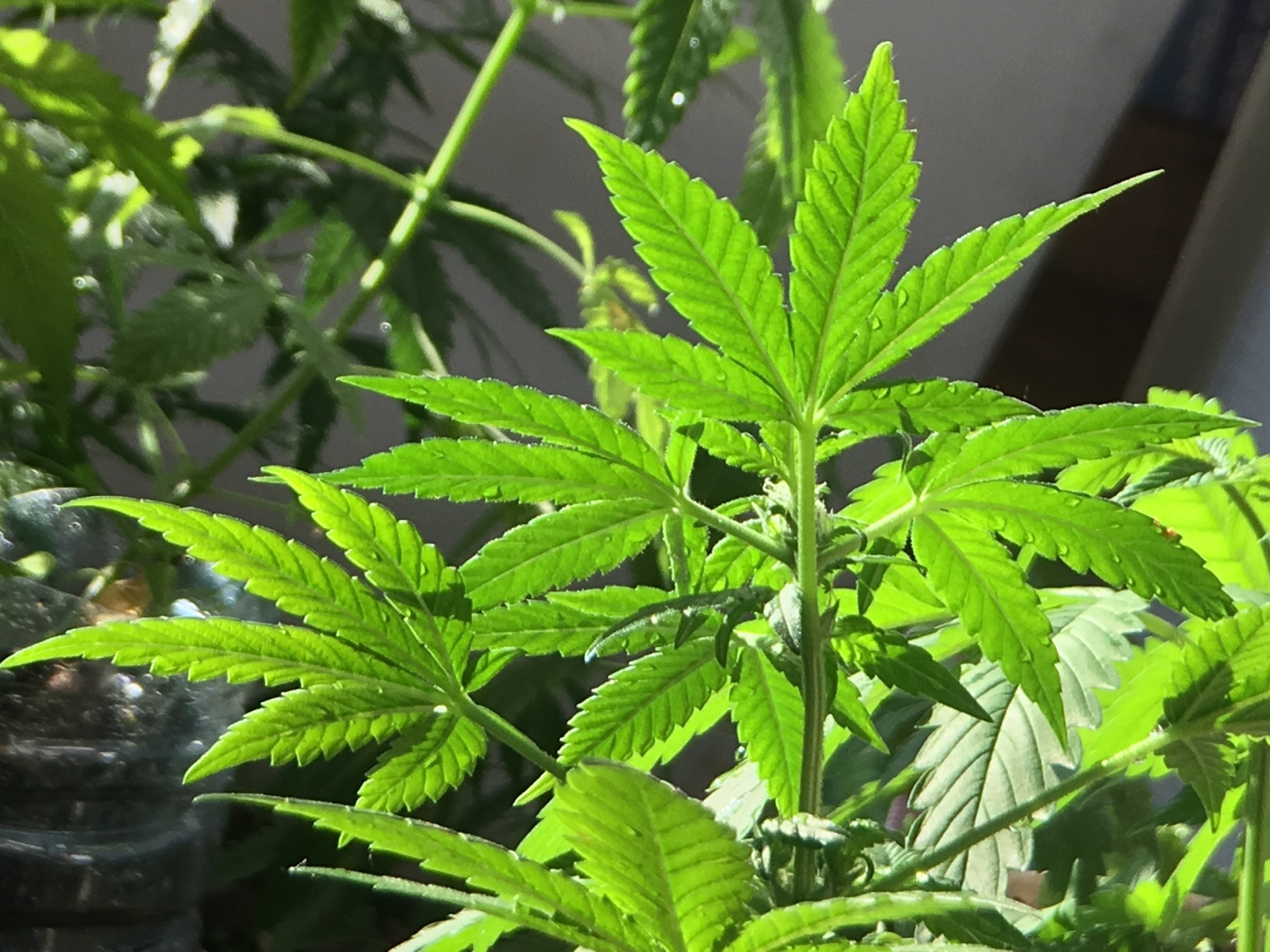 艾草,又称"灸草"或"艾蒿"等,是一种常见的草本植物,常被用于中药材