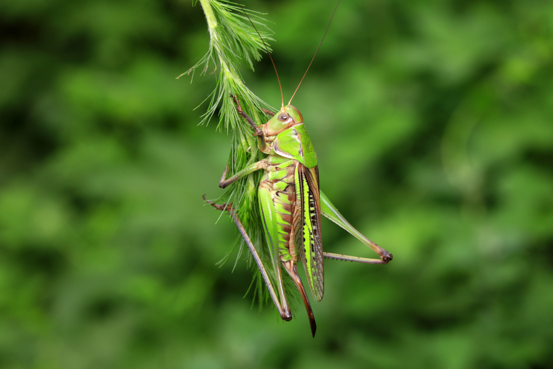 蝈蝈是直翅目螽斯科的昆虫,具有跳跃和鸣叫能力,生活在草地,森林和