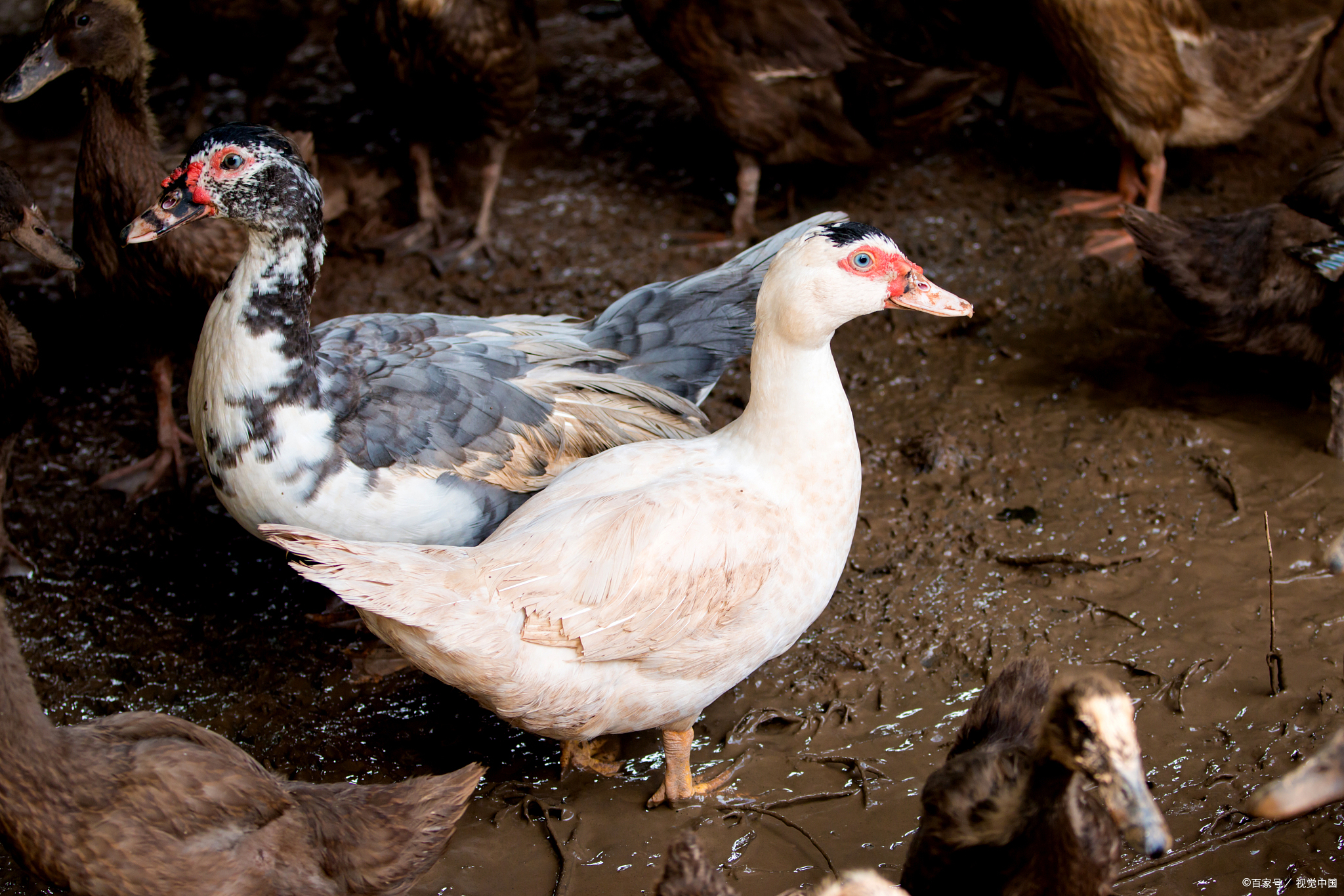 番鸭作为一种重要的家禽品种,其科学喂养直接关系到养殖效益