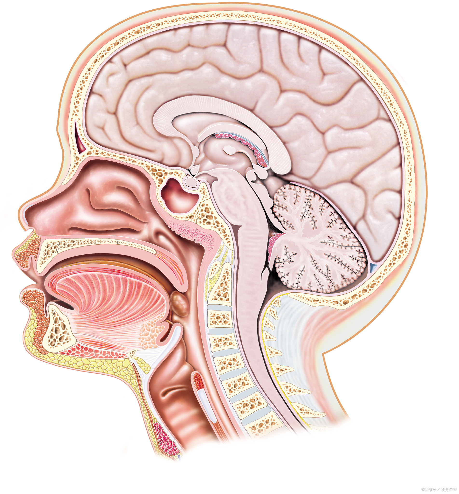 垂体瘤危害大,这些影响要知道!