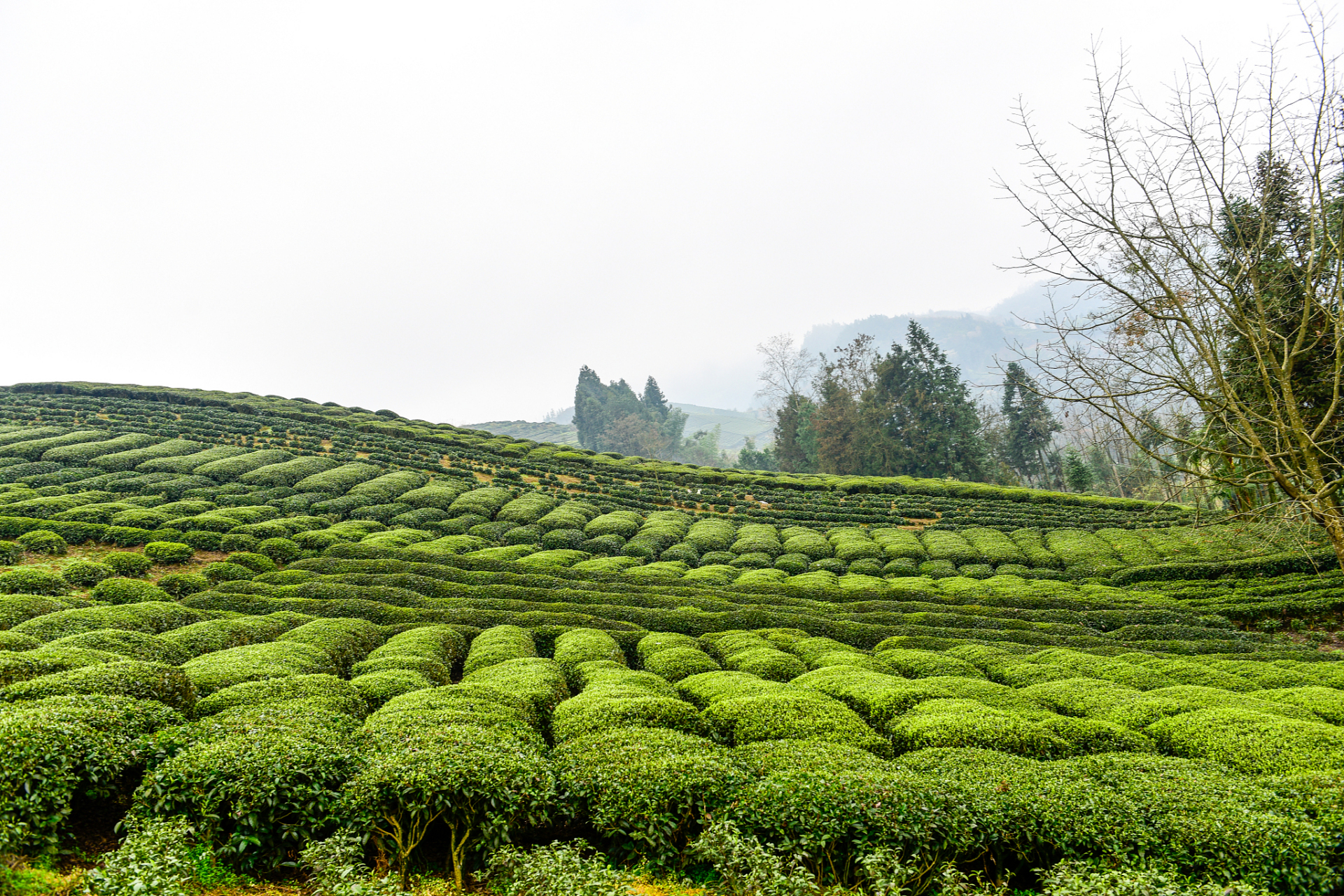 成佳茶乡,位于成都市蒲江县的成佳镇,是一个集茶叶种植,加工,羡售