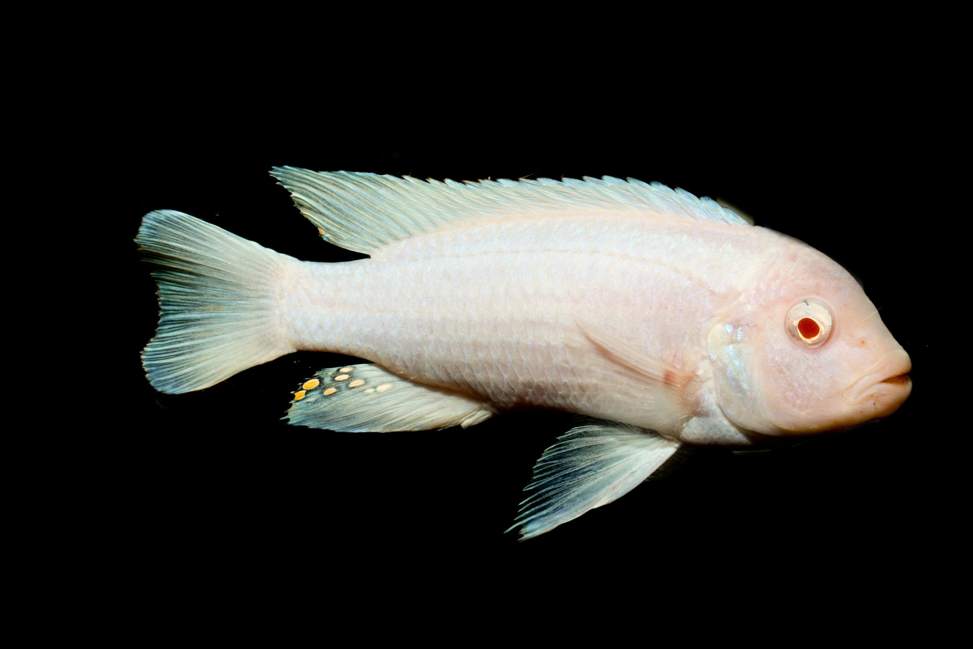 如何一眼识别被污染的鱼  一,看鱼形污染较重的鱼,其鱼形不整齐头大尾