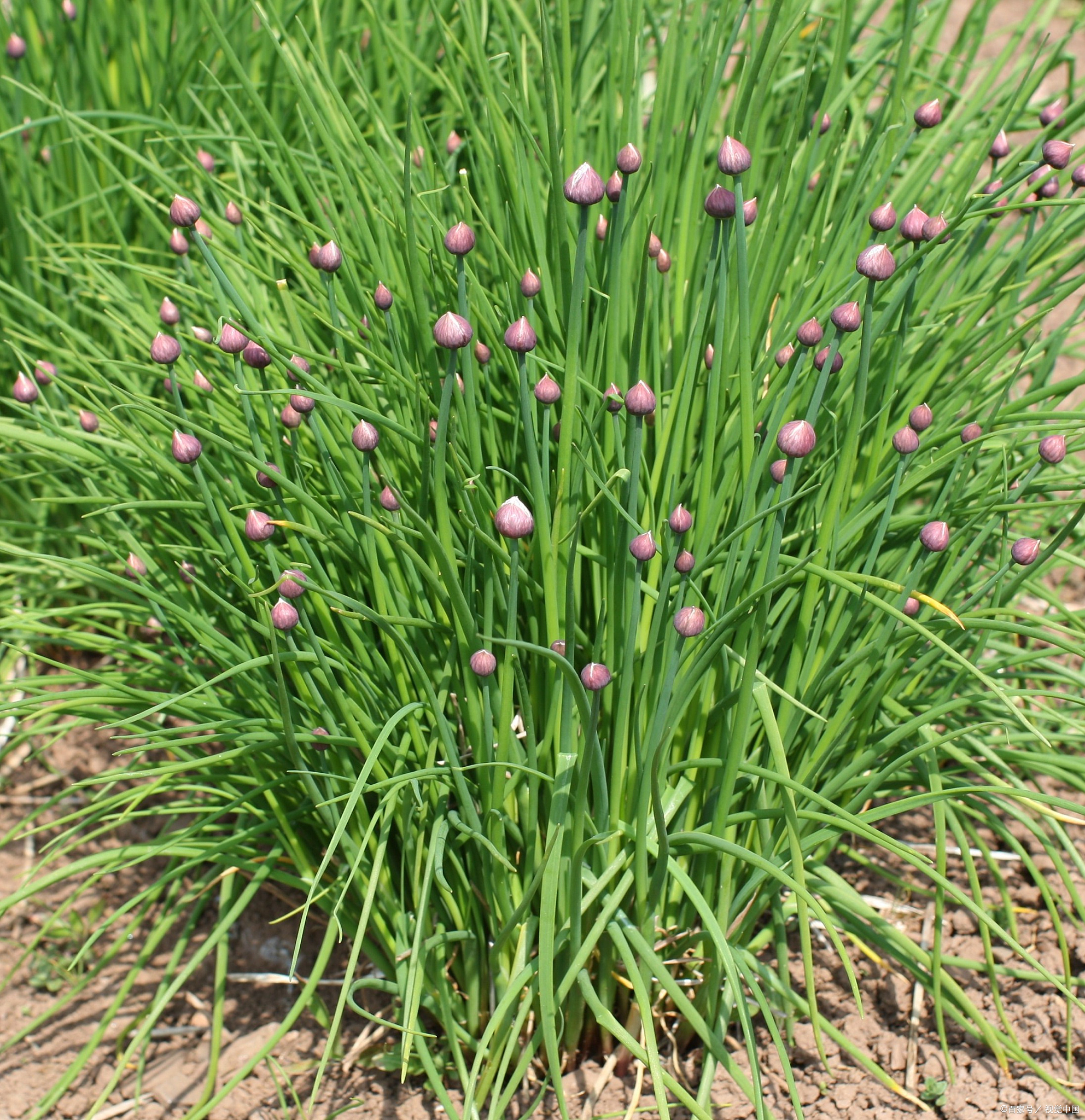 韭菜种子种植方法