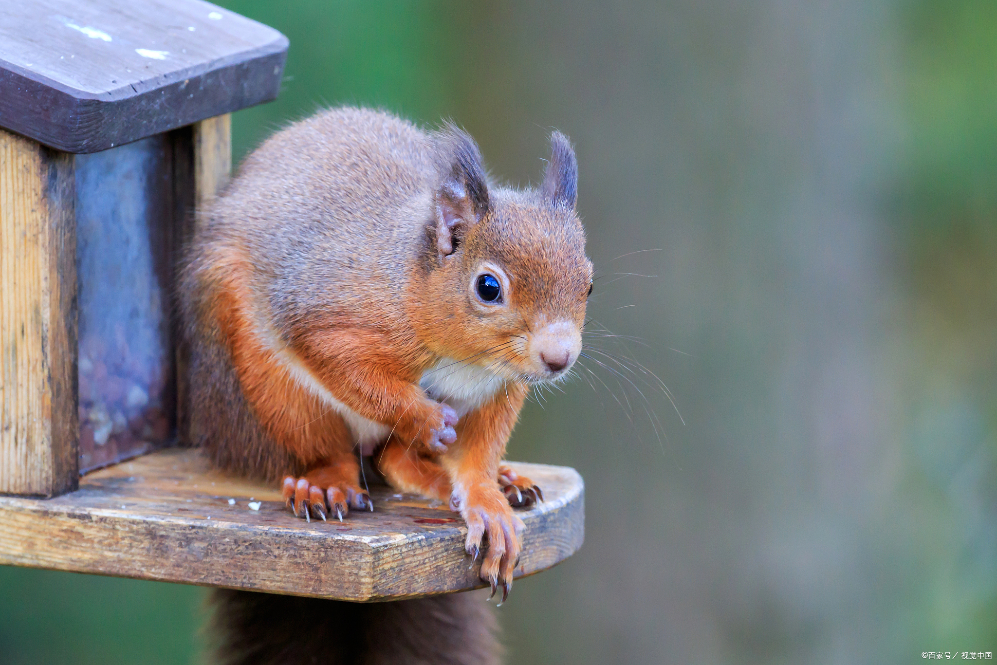 黄山松鼠和红腹松鼠哪个好