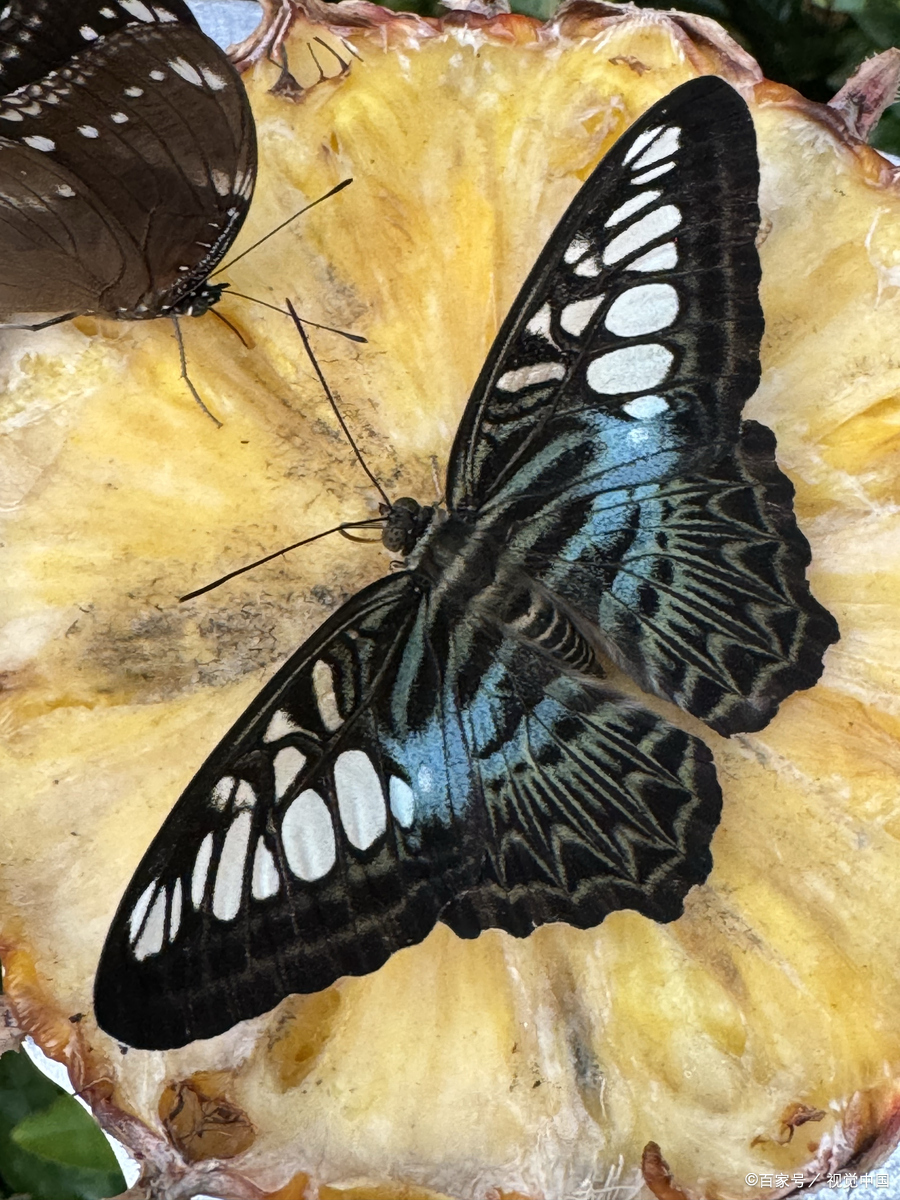 在一个宁静的小山村外,有一片被迷雾终年笼罩的幻蝶谷