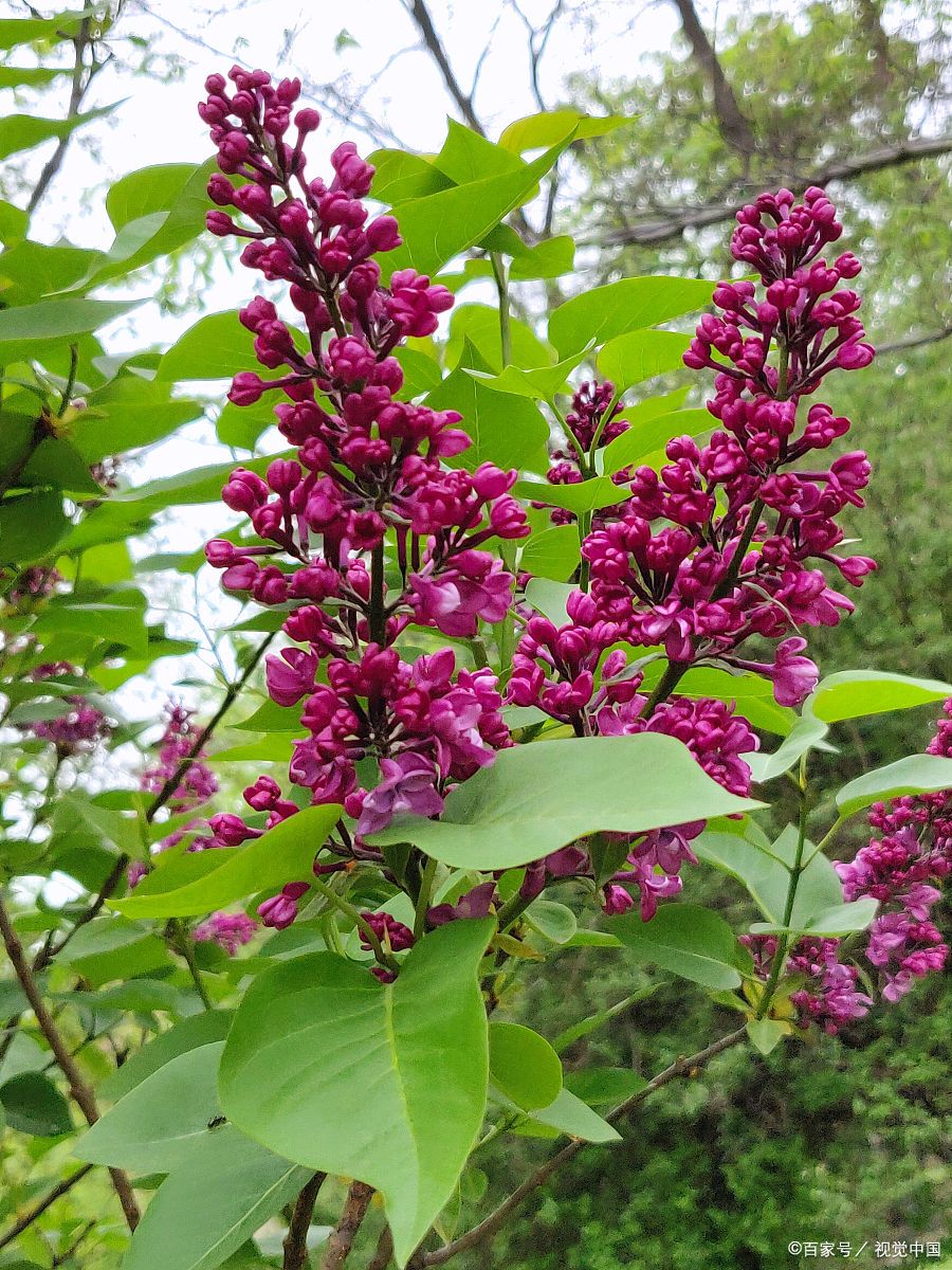 紫衫,学名紫杉,是一种既美丽又实用的植物,它的叶子全年呈现出迷人的
