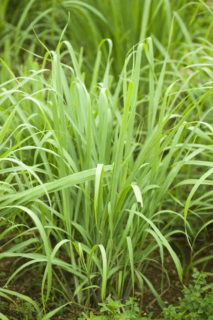 柠檬草的作用与功效,柠檬草驱蚊效果怎么样 柠檬草其实是一种中药