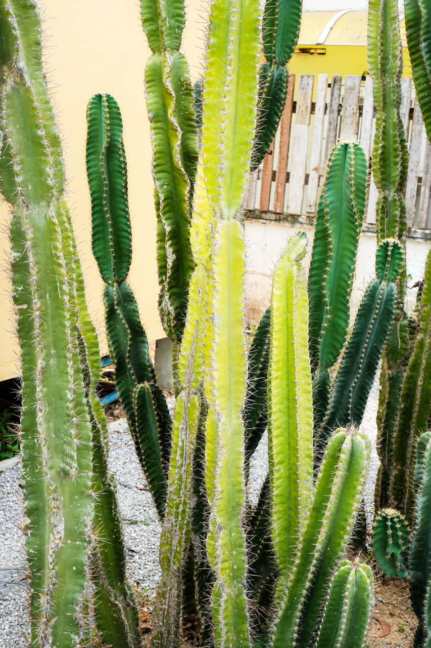 走进多肉的世界,球形,柱状仙人掌和景天科小精灵等你来撩!