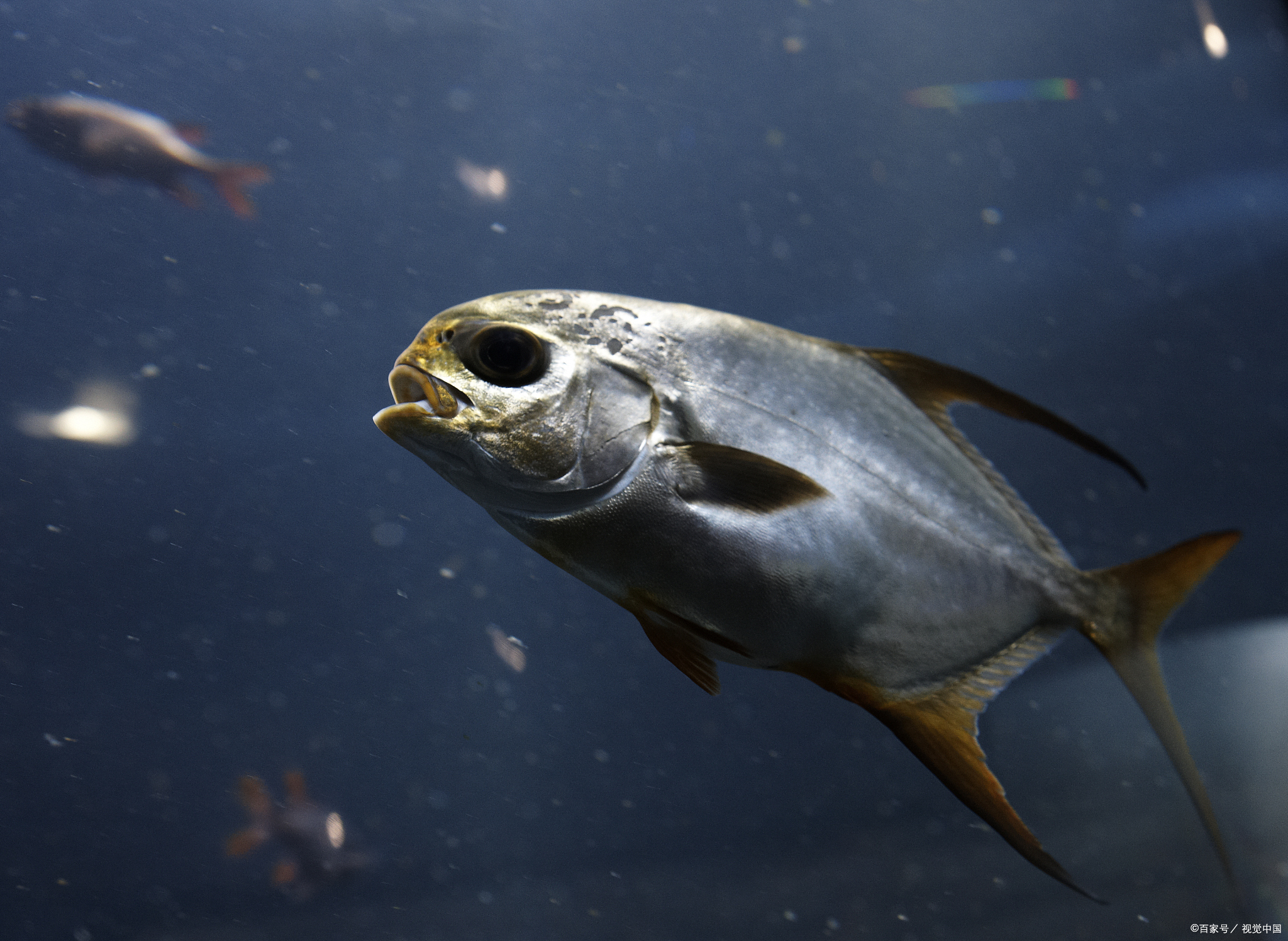 高三作文|鲥鱼多刺,海棠无香