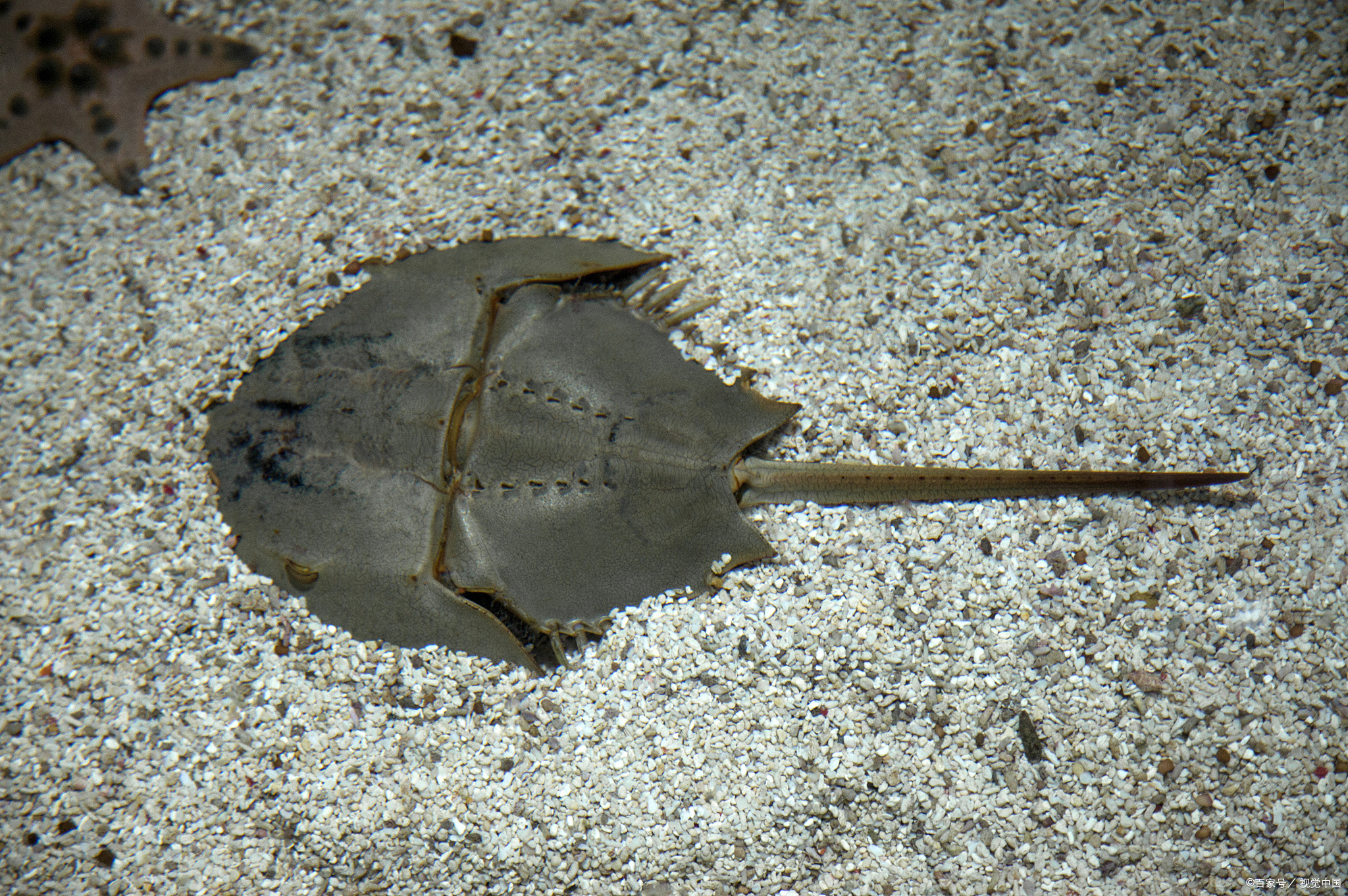 体长1米,4.3亿年前的"海蝎子"在我国发现