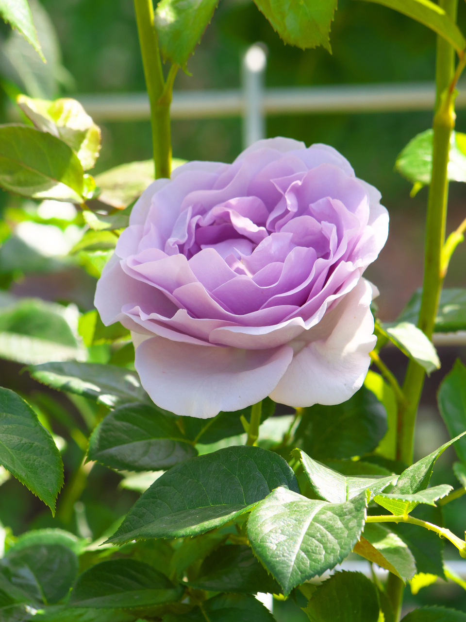 "莎菲天使"月季,淡雅粉色,挺拔植株的园艺优选!适应性强且易养护.