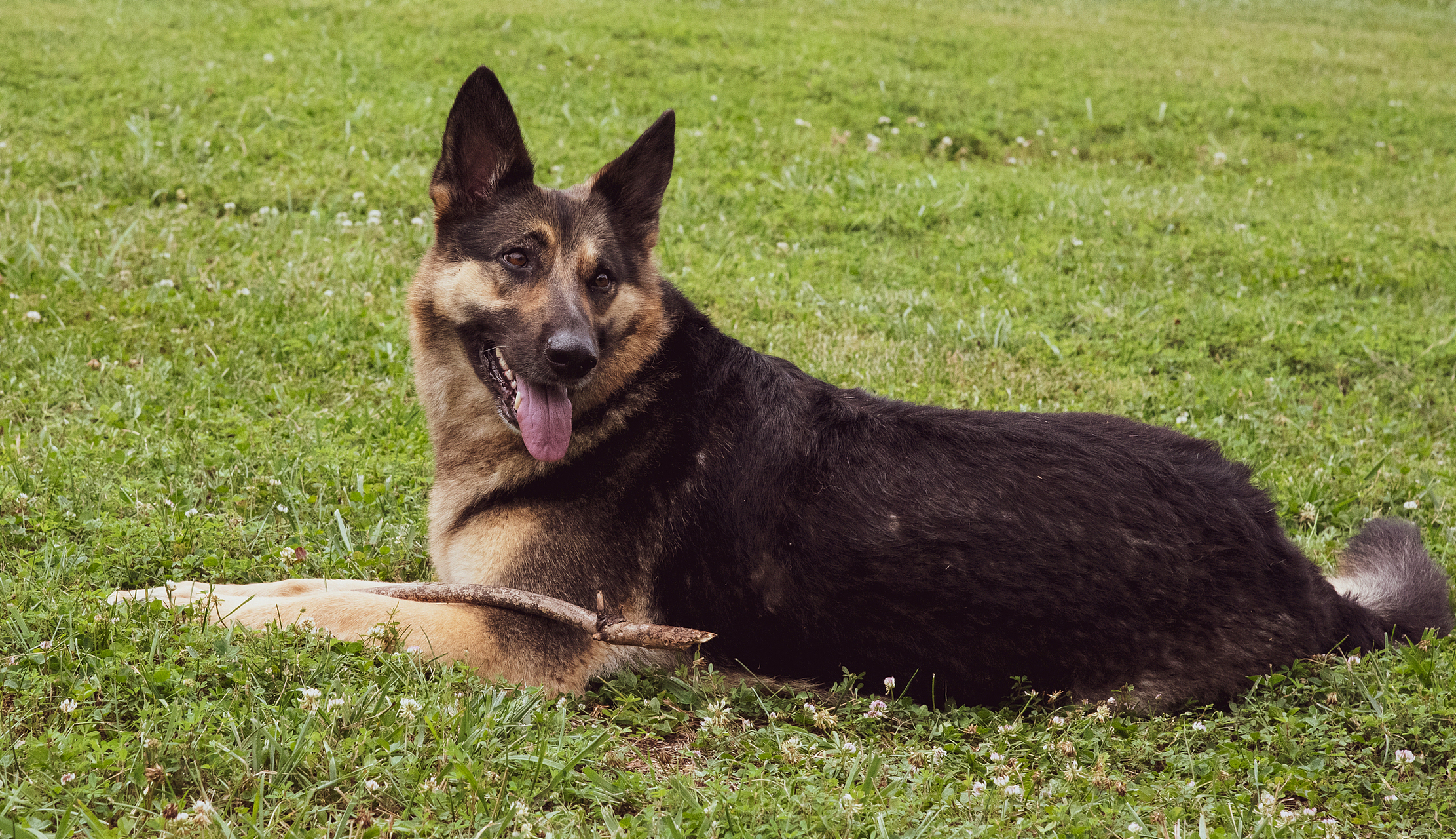 德国牧羊犬作为警犬的历史悠久,表现出忠诚,勇敢和智慧的品质,是世界