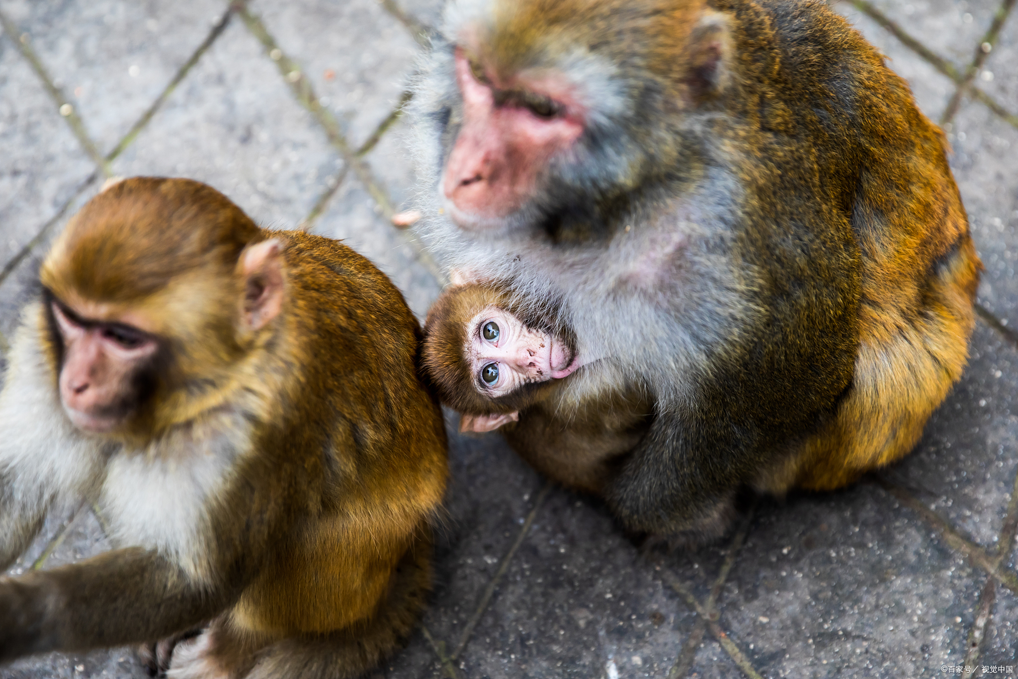 孙悟空原型应是神通广大的神猴无支祁,它曾被大禹锁于桐柏山井下