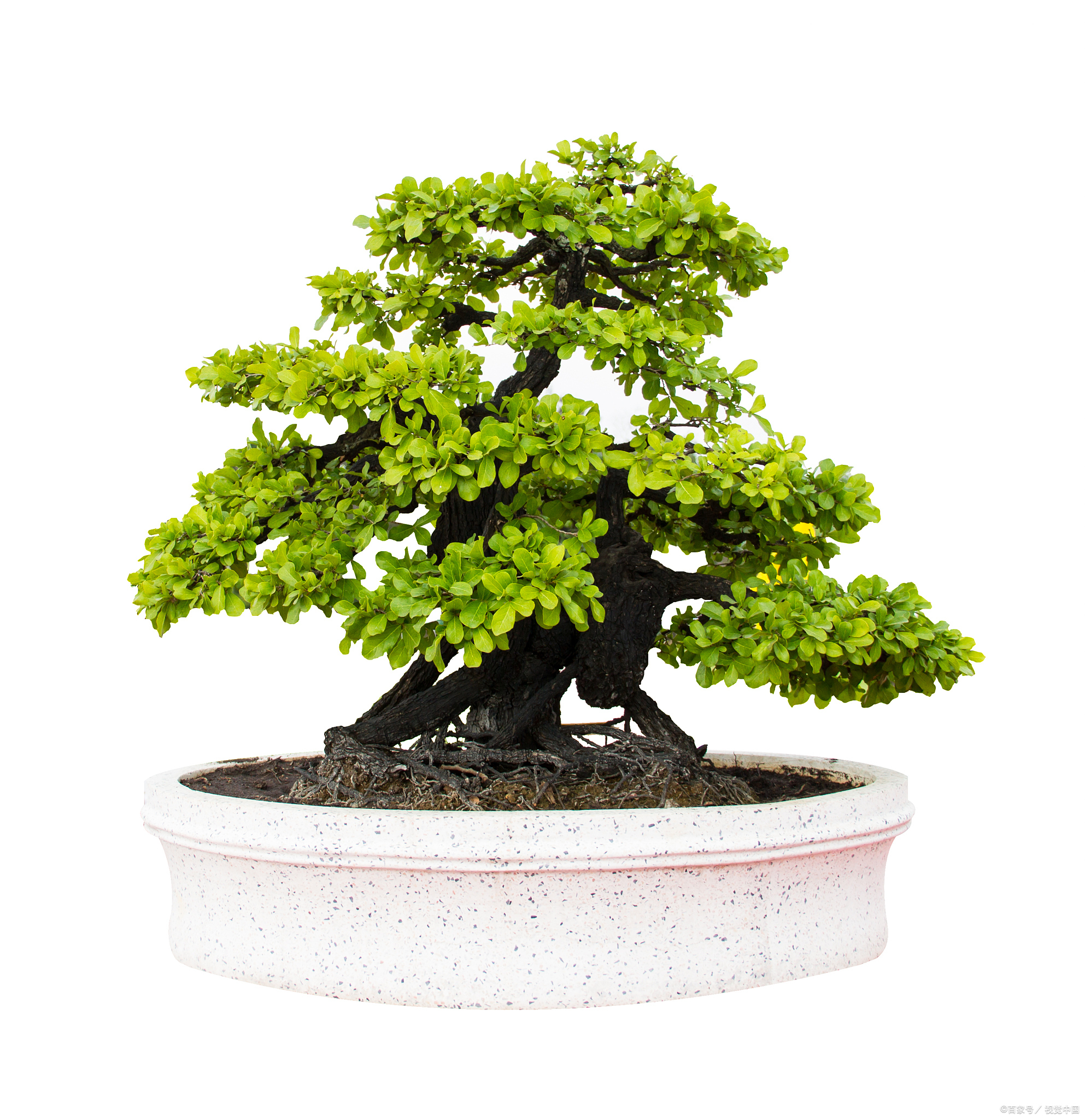 什么盆景树好养活又好看?哪种才是你的心中之选