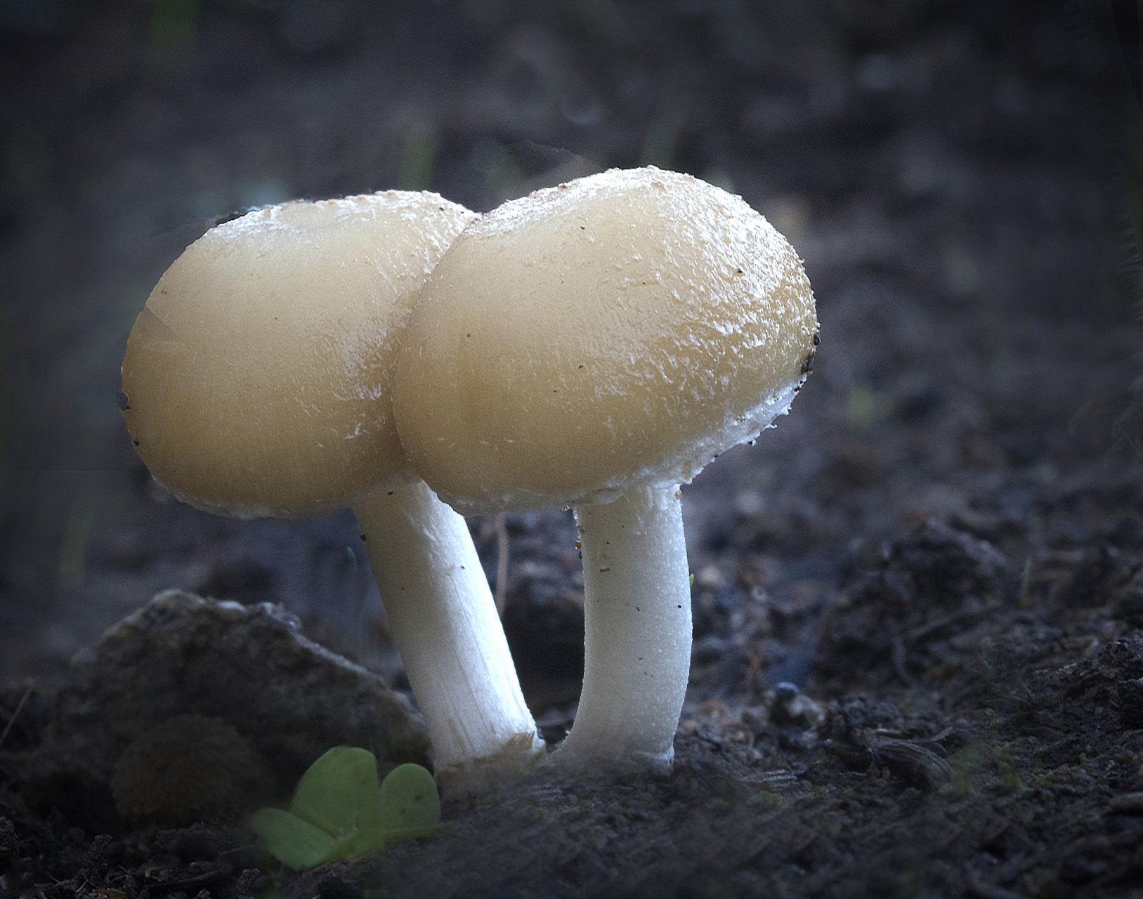 云南野生菌# 最近朋友圈简直被蘑菇占领了,91尤其是我们上海的网友