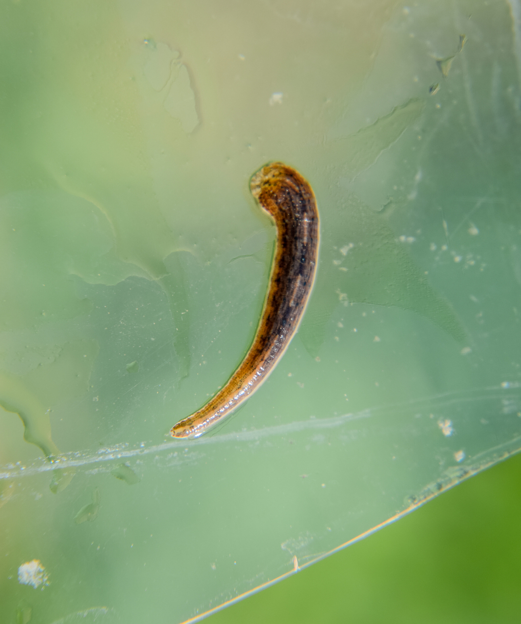 蠓虫是双翅目蠓科动物,体型小,以吸血或植物汁液为生,白天,黎明或黄昏