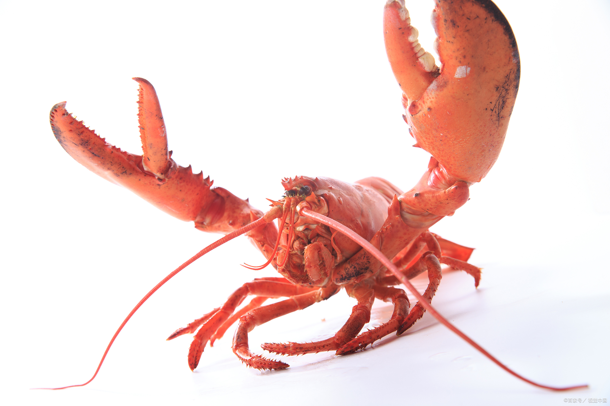 鳌虾和龙虾的区别!