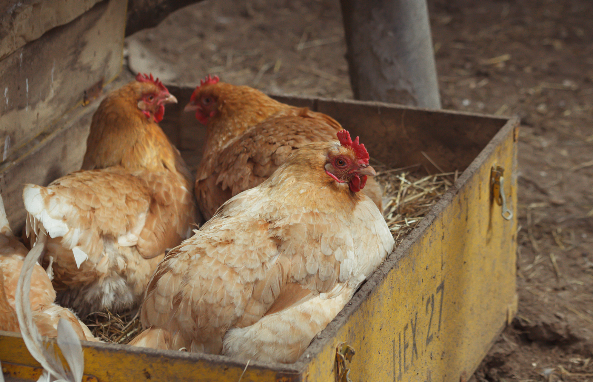 让鸡抱窝是指让母鸡产蛋并开始孵化的过程.