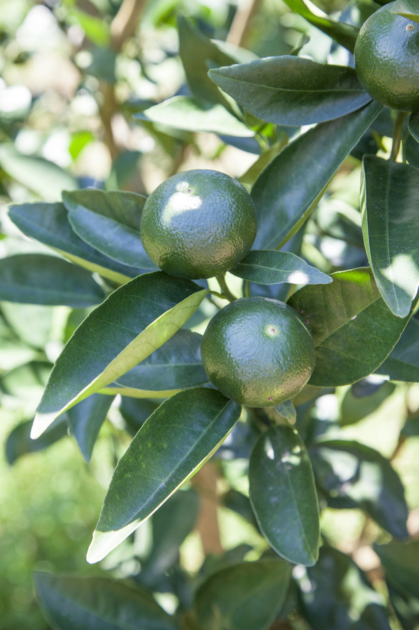 生活,就像夏天的柑橘树,酸苦是一定的,但甜也一定会有.