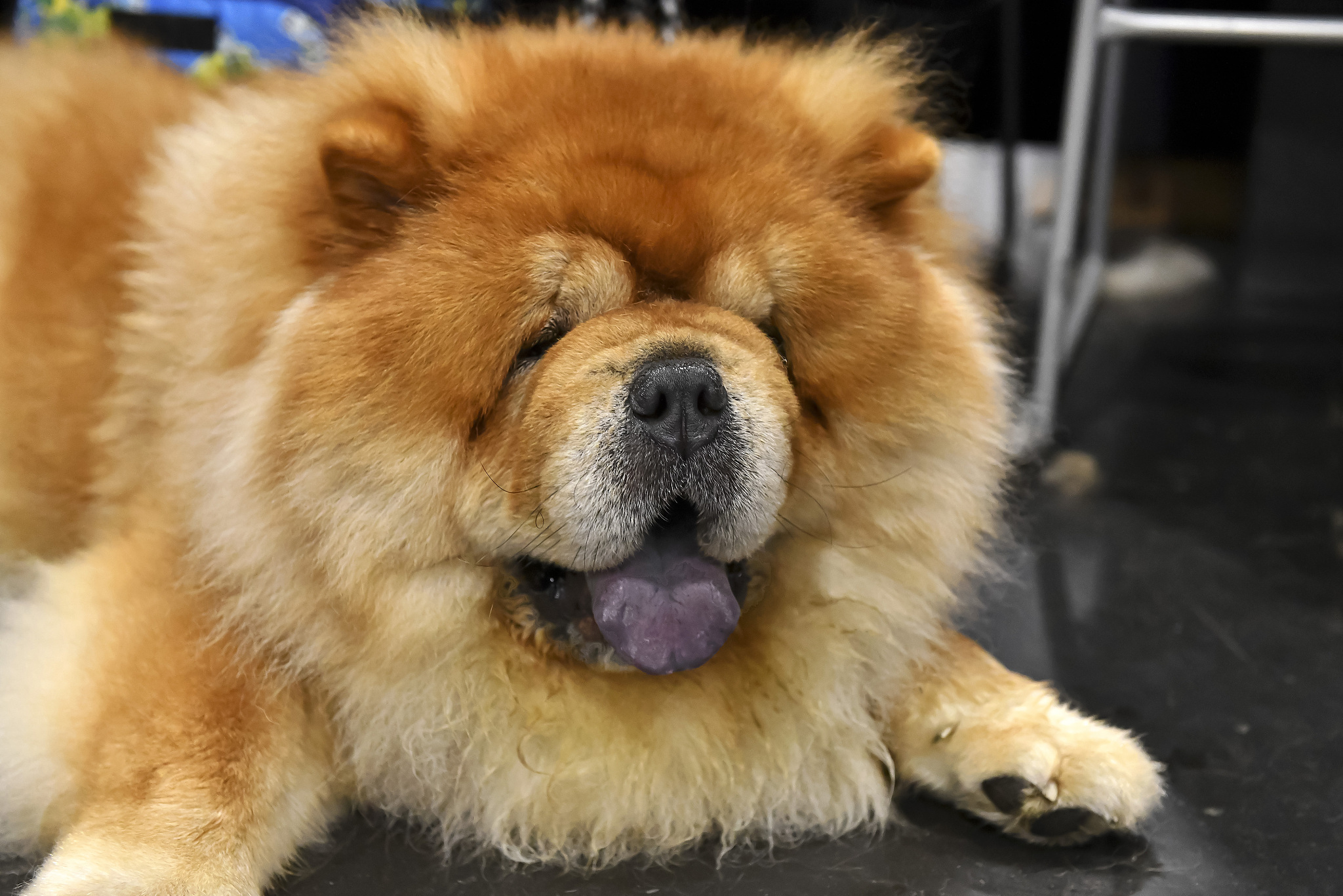 不养松狮犬的六大理由:1. 食量惊人,财力不支撑;2. 毛发需频繁梳理;3.
