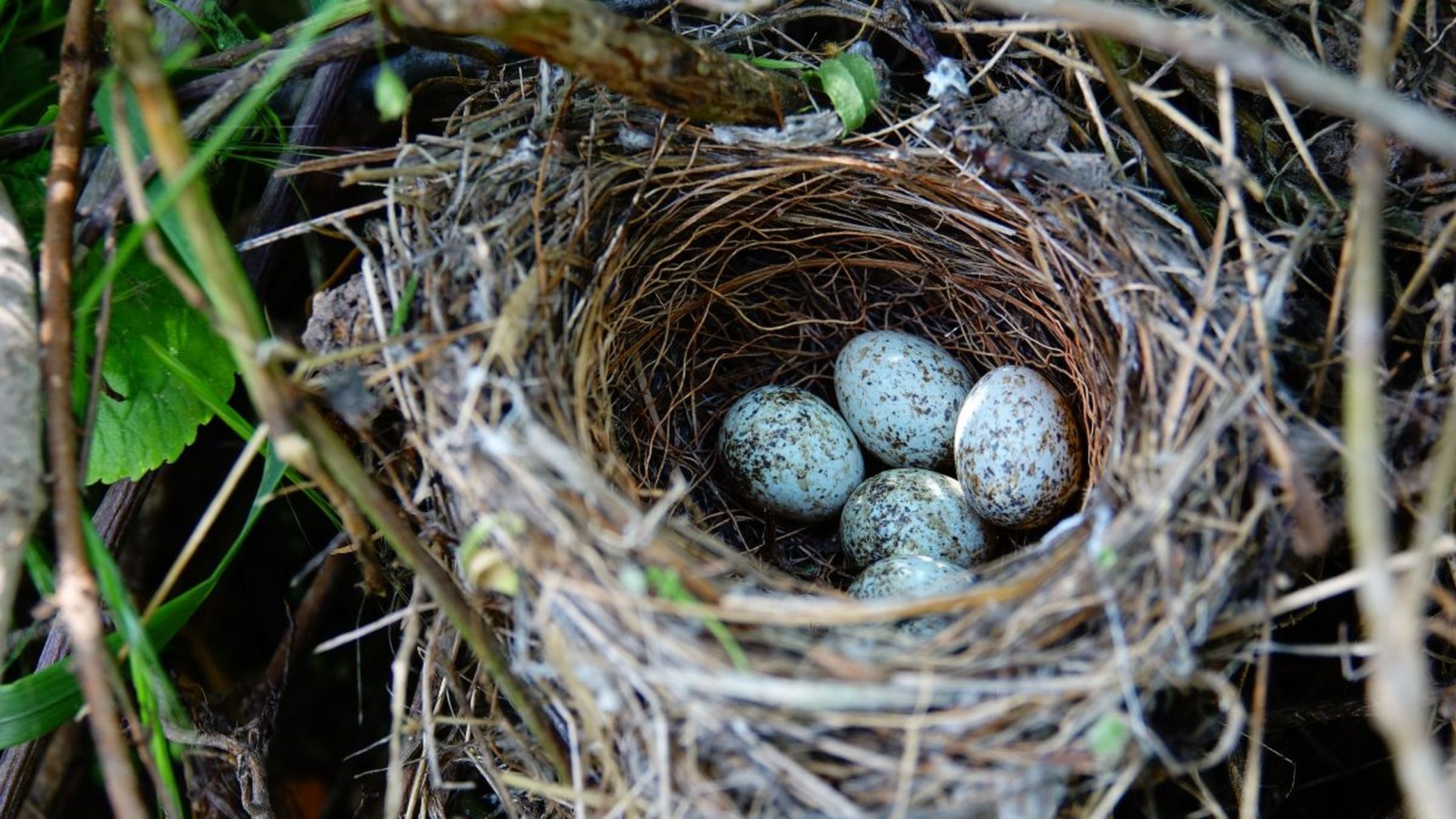 为什么鸟儿会在蛋中孵出小鸟?