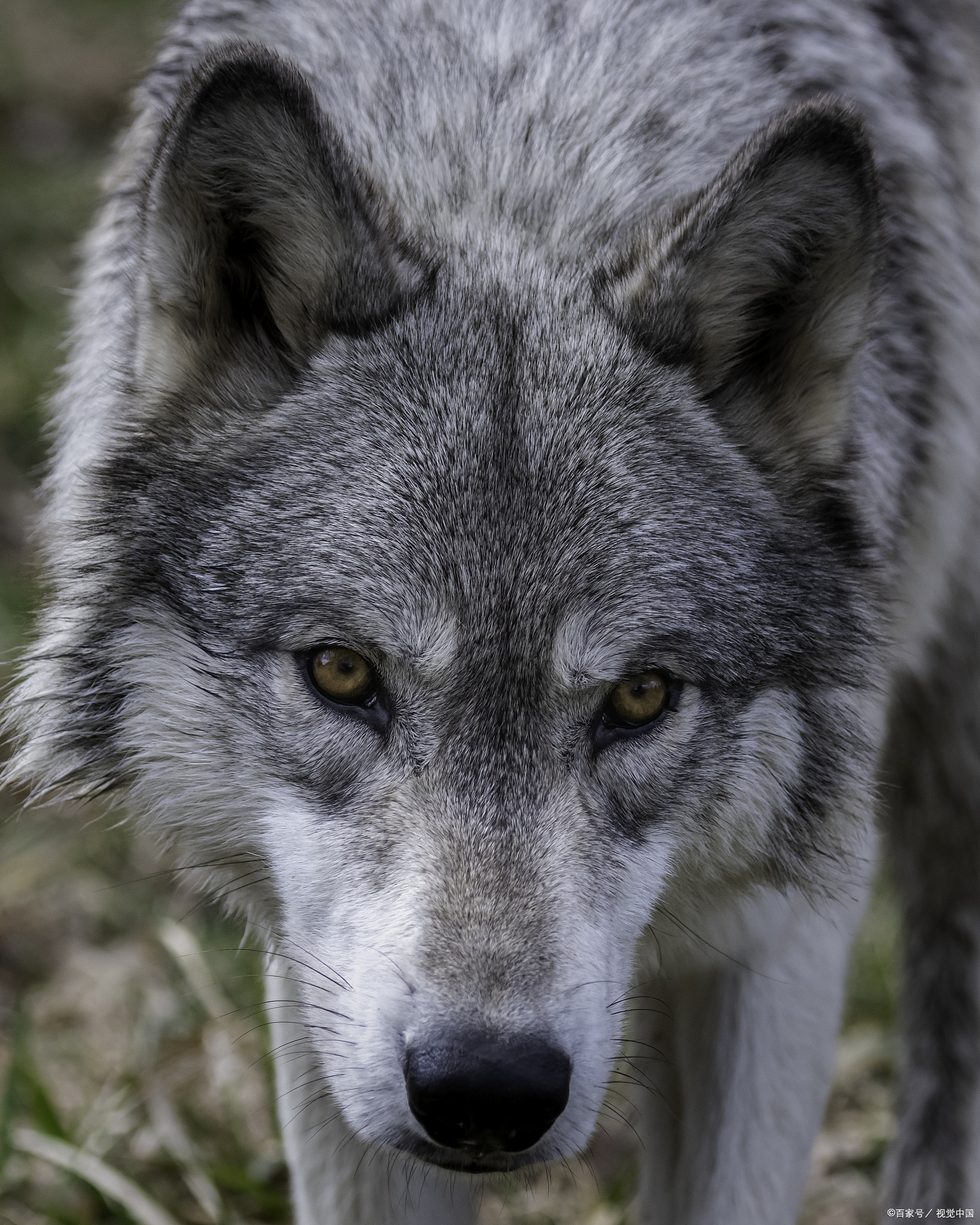 狼,作为一种充满野性与智慧的动物,常常在文化和历史中占有重要地位