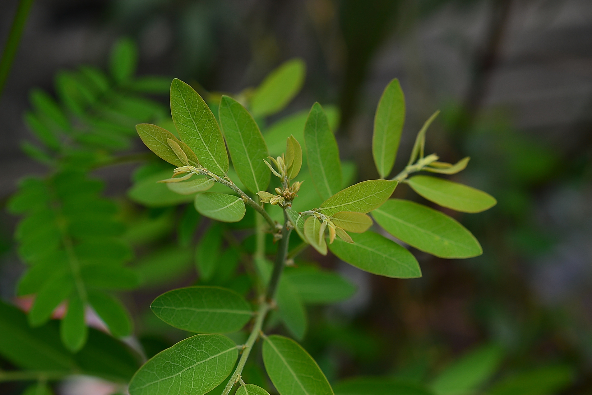 中医:苍术配一物,不仅祛湿健脾,还能除风湿,水肿,痛风也能用!
