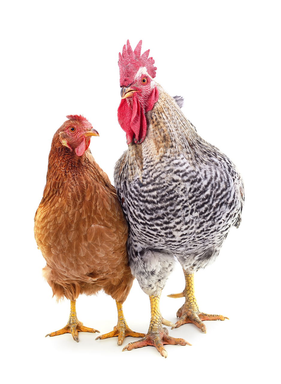 景区回应用公鸡母鸡图案区分男女厕  一景区用公鸡和母鸡的图案区分