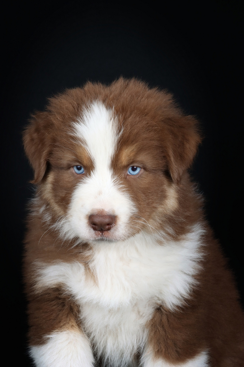 狗狗吃巧克力会致命!可可碱对它们是剧毒,特别是纯巧克力.