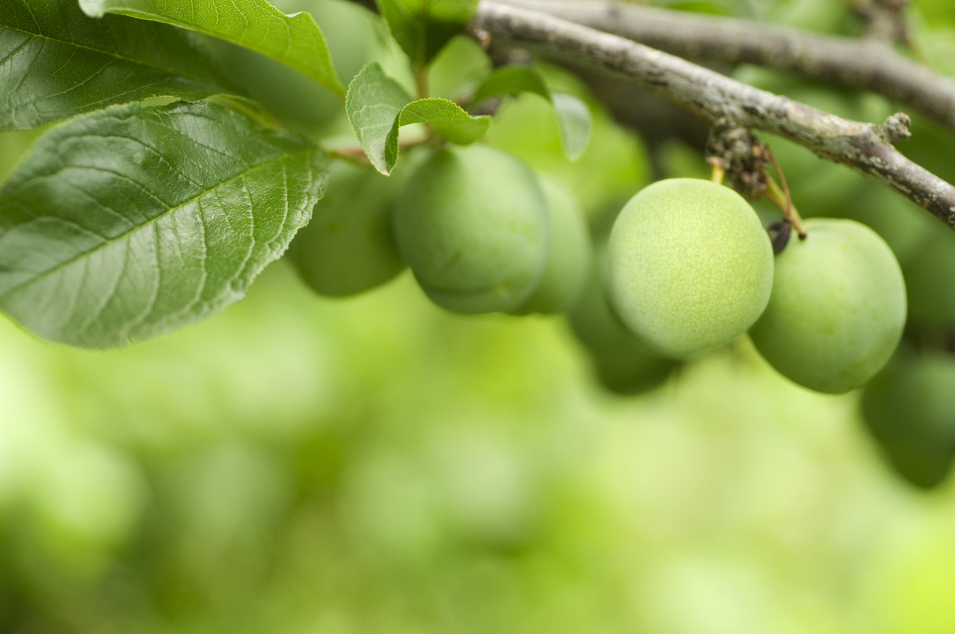 青梅是一种热带水果,原产于中国海南,在东南亚地区,如马来西亚,印度尼