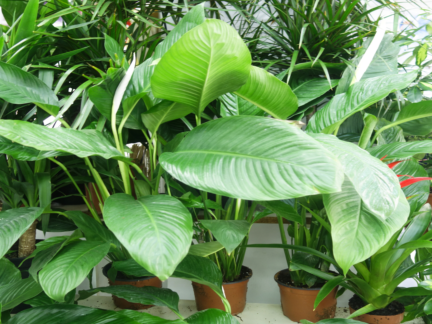 小天使绿植,又被称为蔓绿绒或春羽,是一种备受欢迎的室内观叶植物.