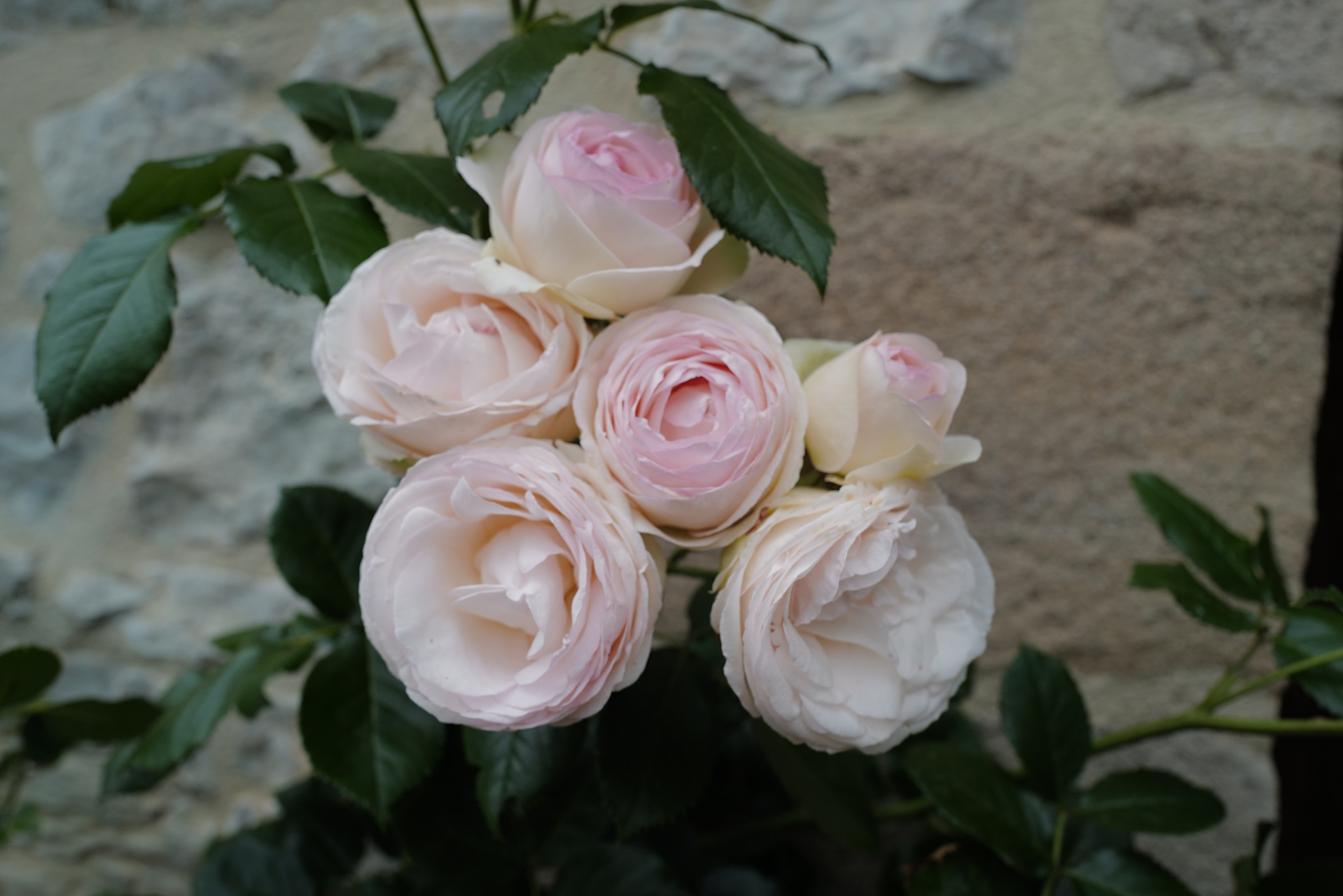 加百列大天使月季是由reimerkordes于1989年培育的切花月季,以其白色