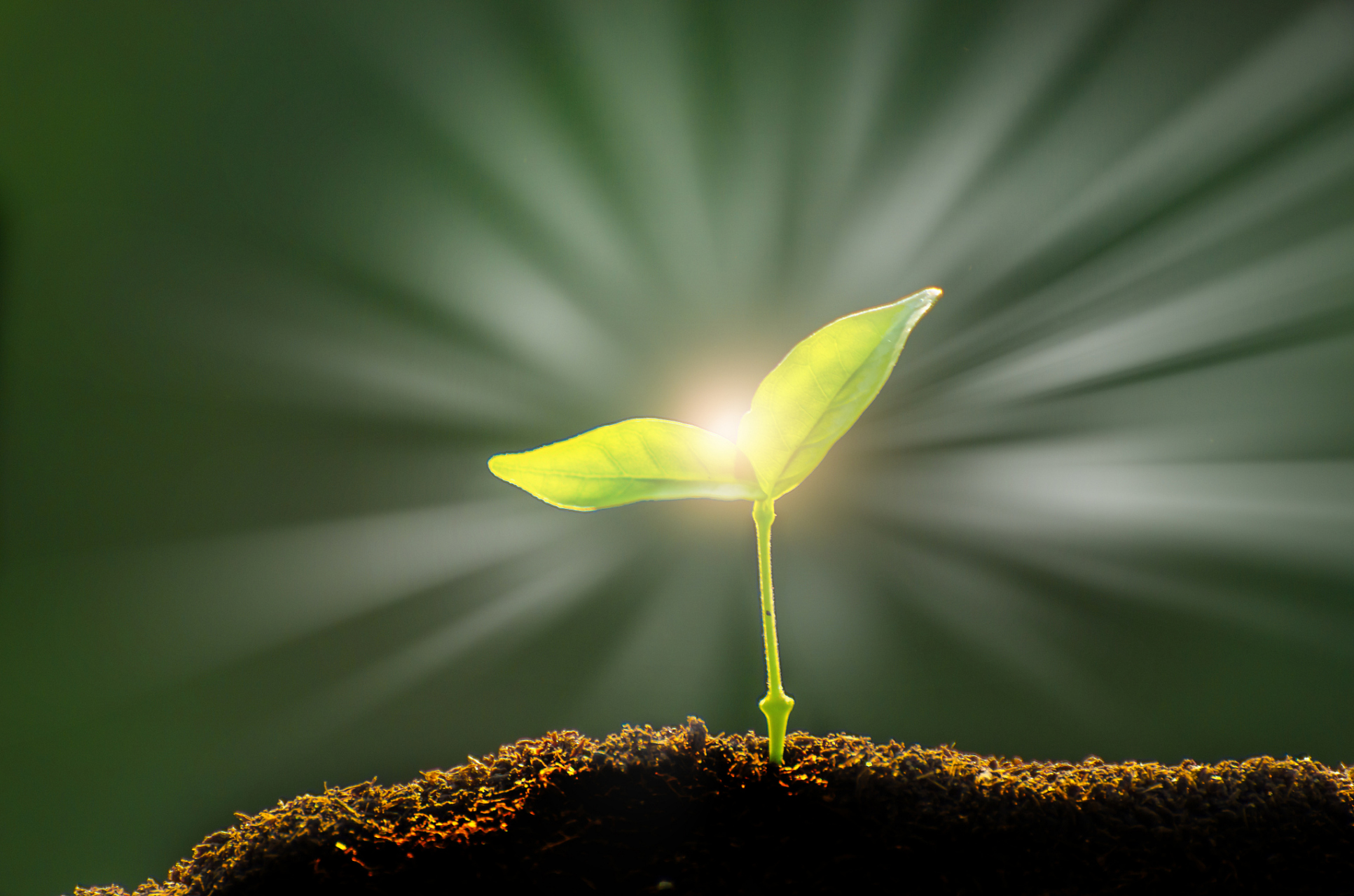 今天,阳光如绸缎般柔软明媚,我的心情也如晴空万里.