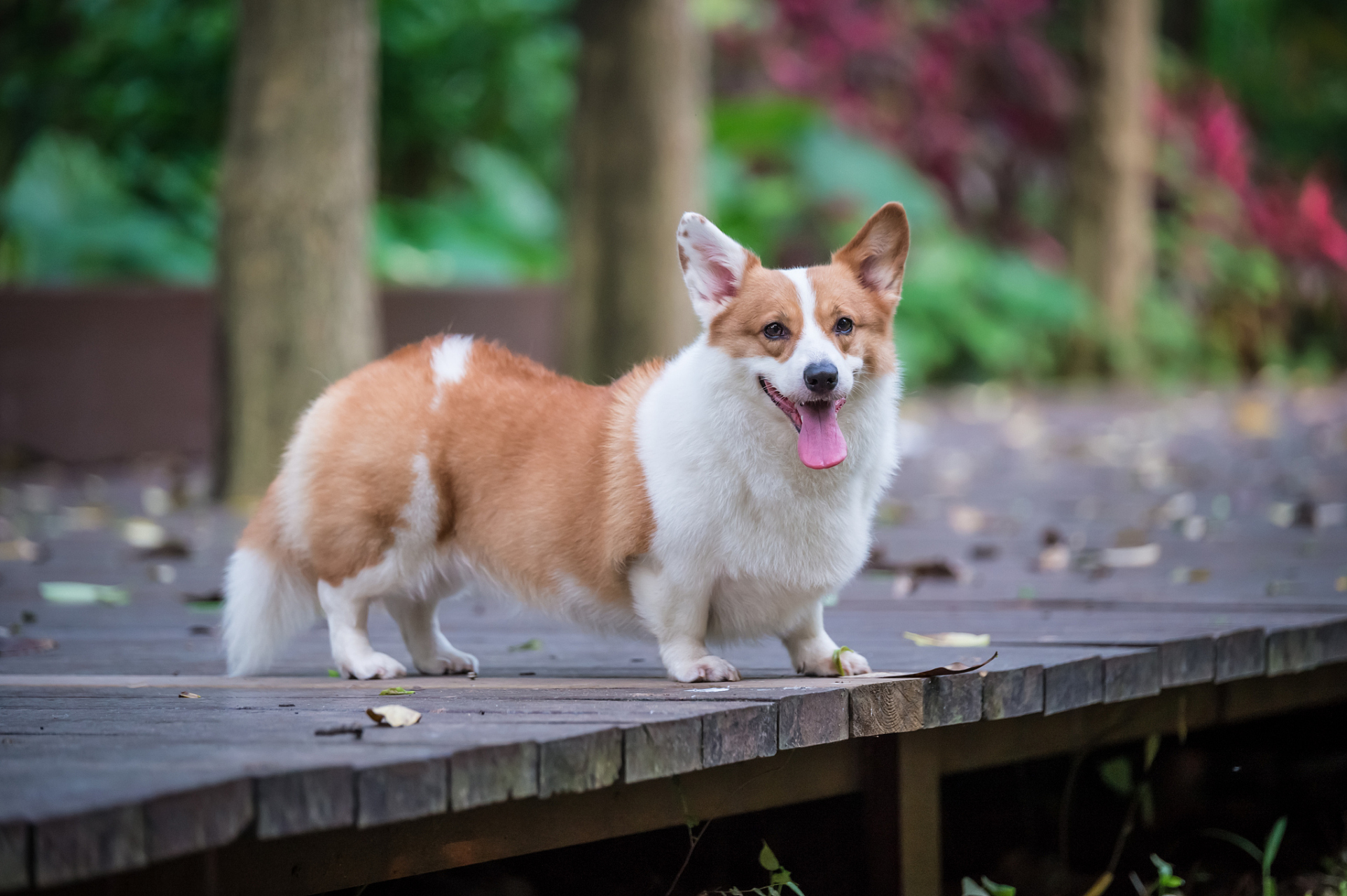 柯基犬是一种小型的牧羊犬,原产于英国威尔士地区.