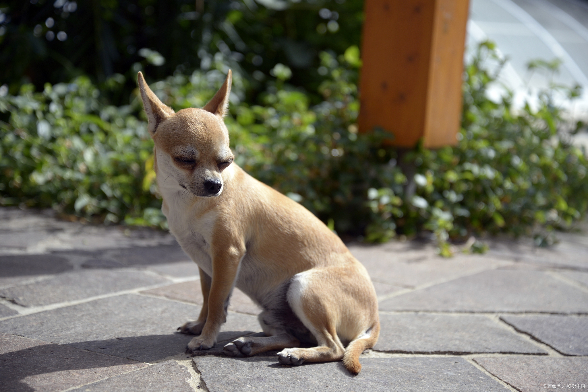 小鹿犬:让人心动的迷人之处