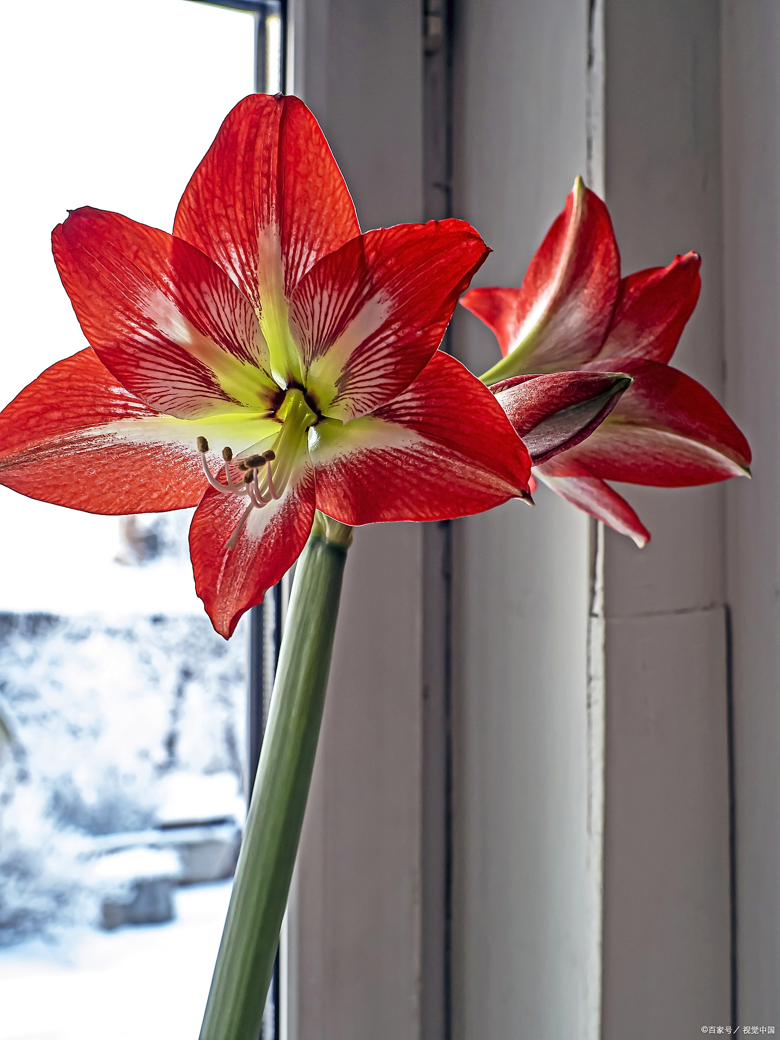 过年这3种红色花,家里一定要有一盆,艳丽热闹,寓意红红火火