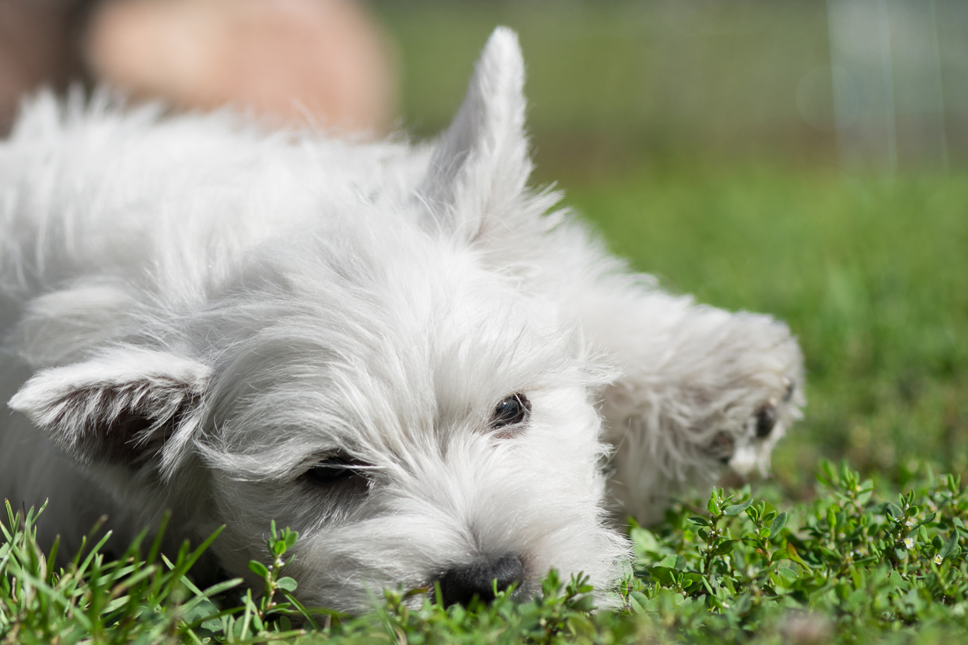 西高地白梗(west highland white terrier),简称"西高",是一种小型犬
