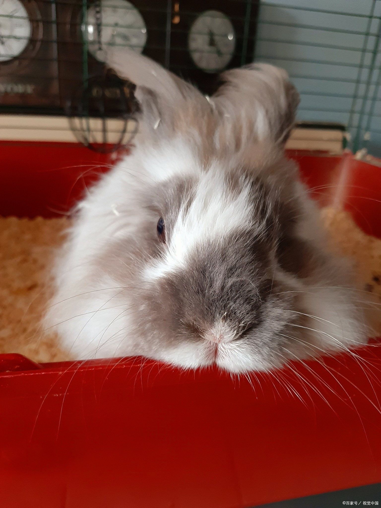 本身就充满了可爱与娇小的意象,但实际上,选择是否养这种兔子作为宠物