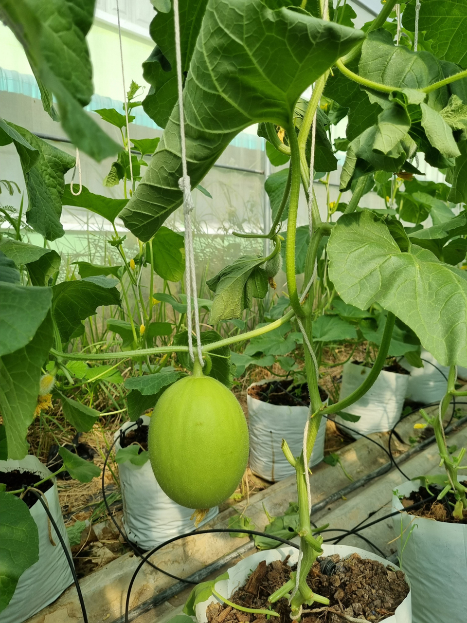[原文:如何在阳台成功种植西瓜?