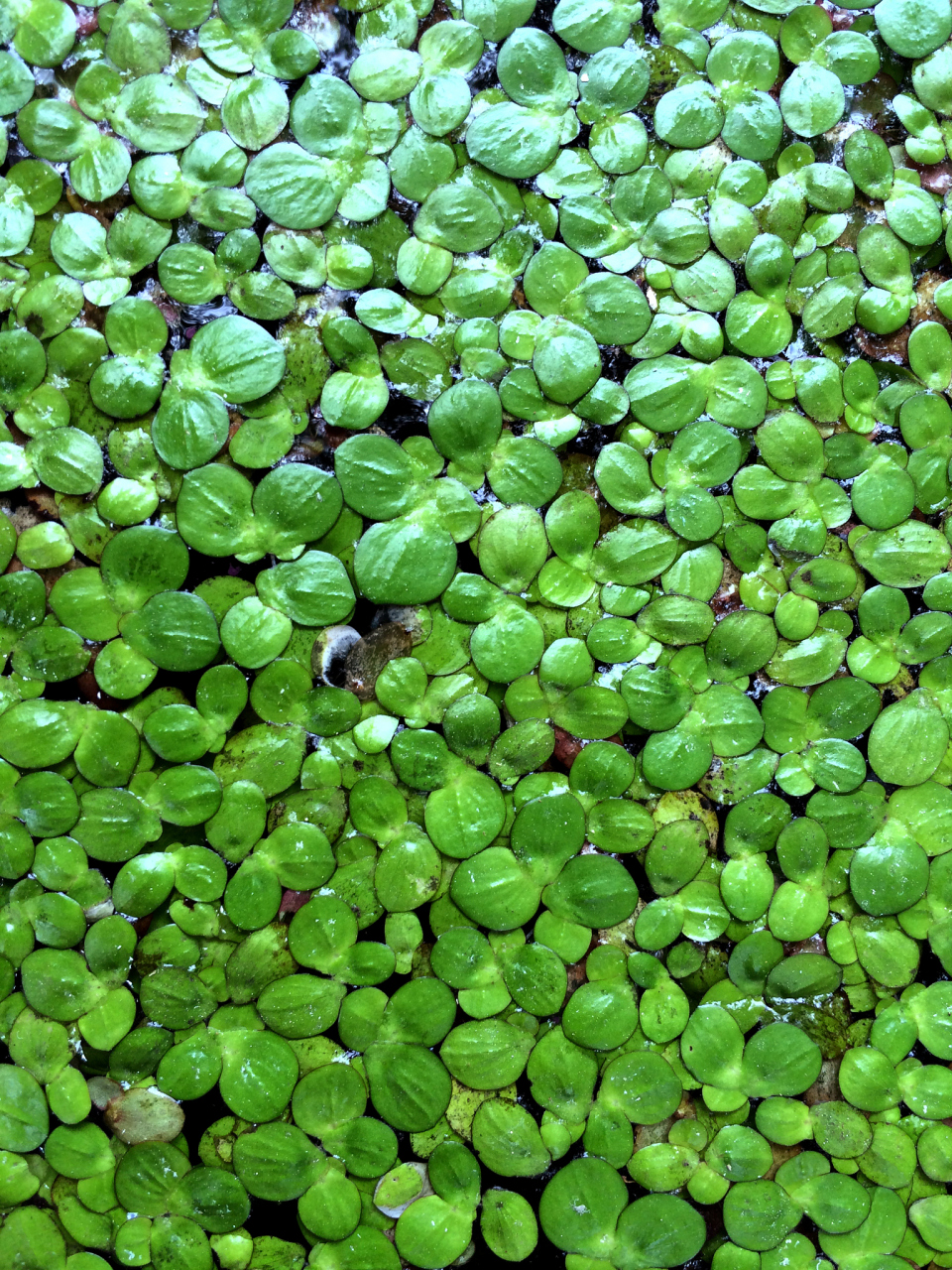浮萍属于被子植物门,与藻类不同,有真正的根,茎,叶和能产生种子.