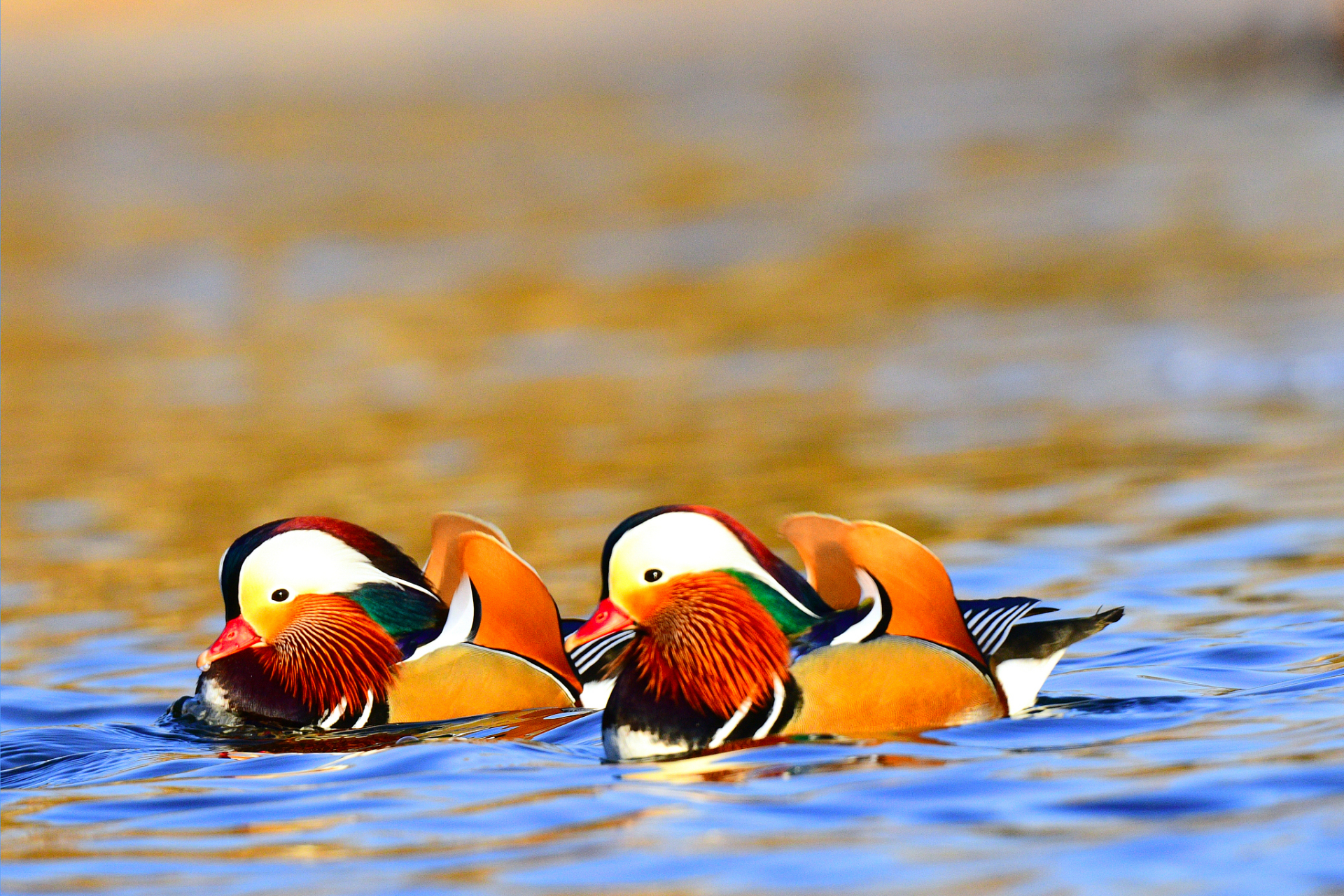 今天,我们就来探讨一下鸳鸯蝴蝶派的来龙去脉.